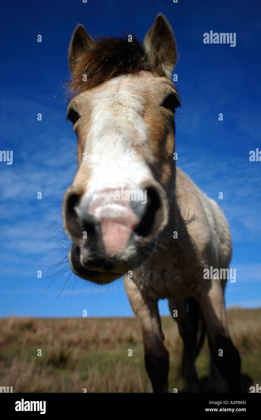 Lundy Pony Equus caballus close up of nose United Kingdom Stock Photo