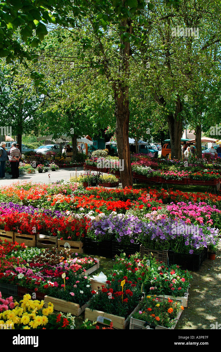 flower market in france Stock Photo Alamy