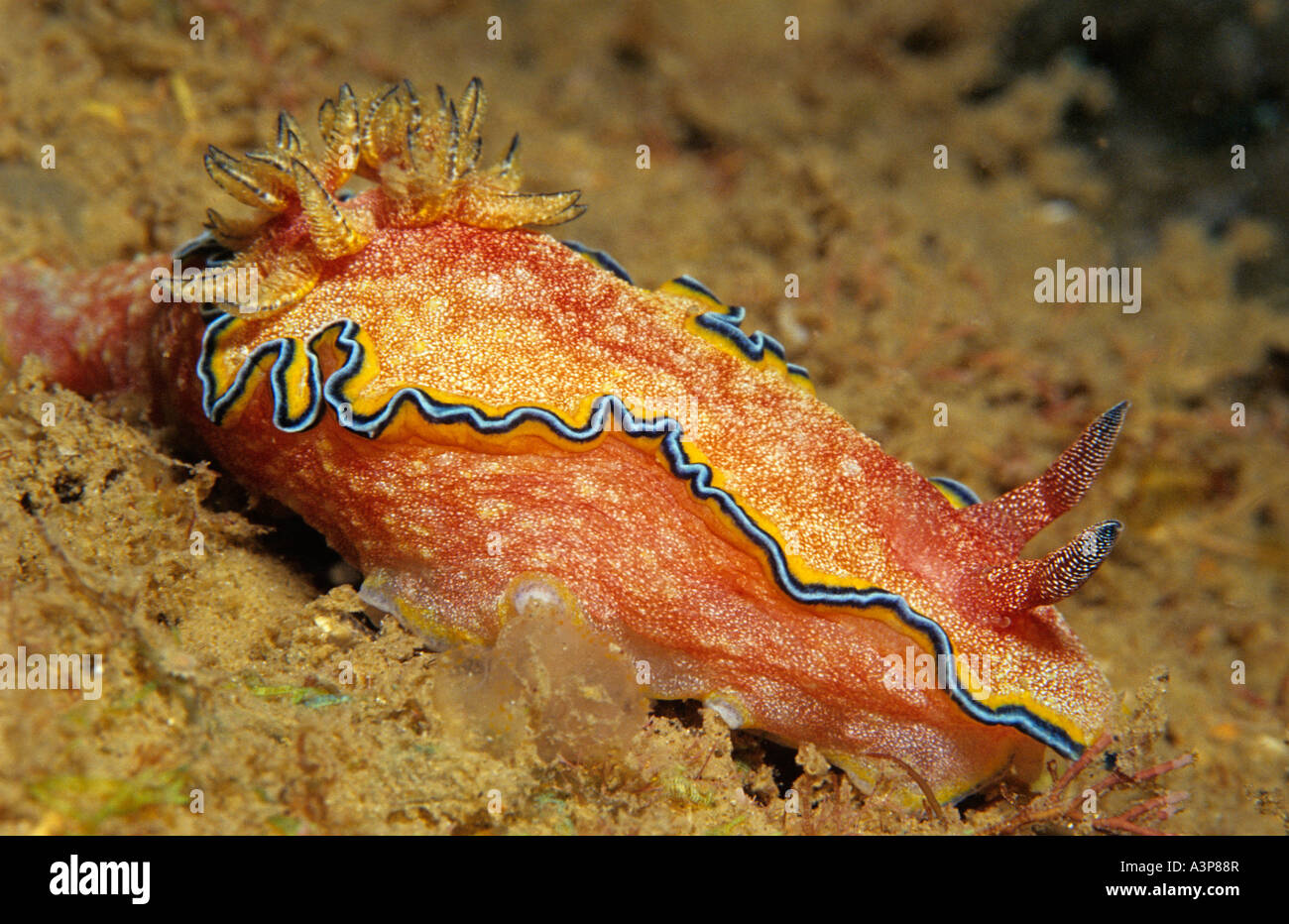 Nudibranch Glossodoris cincta Sea Slug blue yellow stripped skirt with red body Ko Lanta Thailand Stock Photo