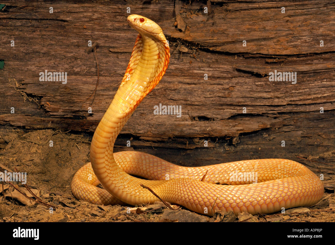 Monocled Cobra Naja naja kaouthis albino rearing Thailand Stock Photo