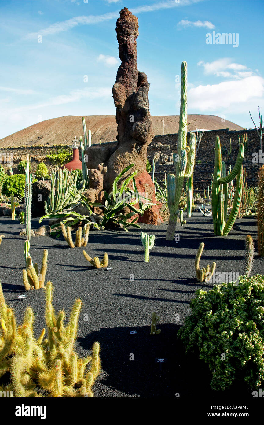 Cactusgarden in Guatiza Lanzarote Stock Photo