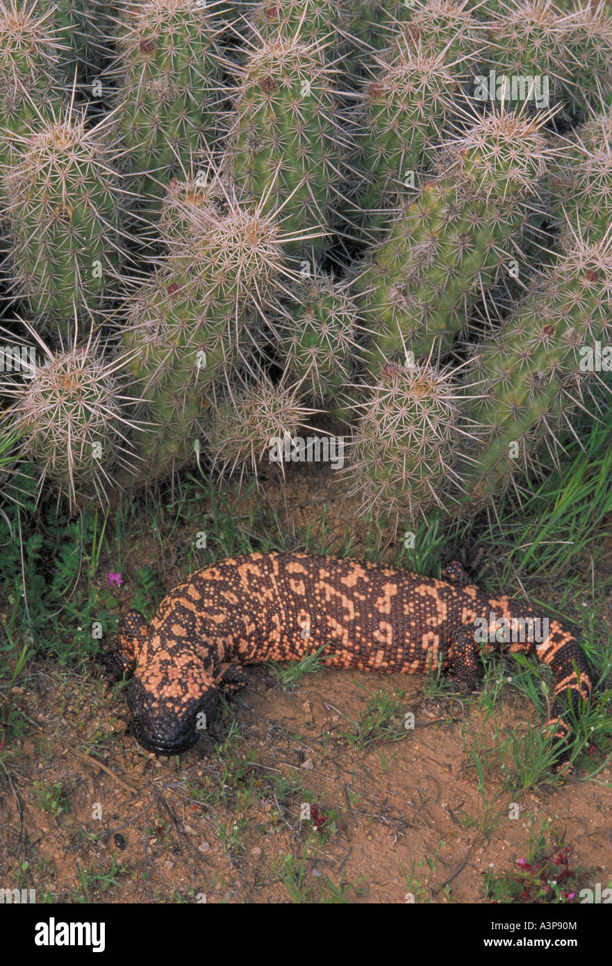 Helodermatidae hi-res stock photography and images - Alamy
