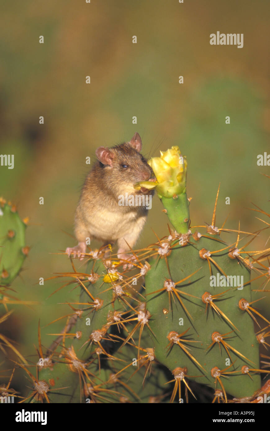 Black Rat Rattus rattus Antigua and Barbuda West Indies Eating cactus blossum Stock Photo Alamy