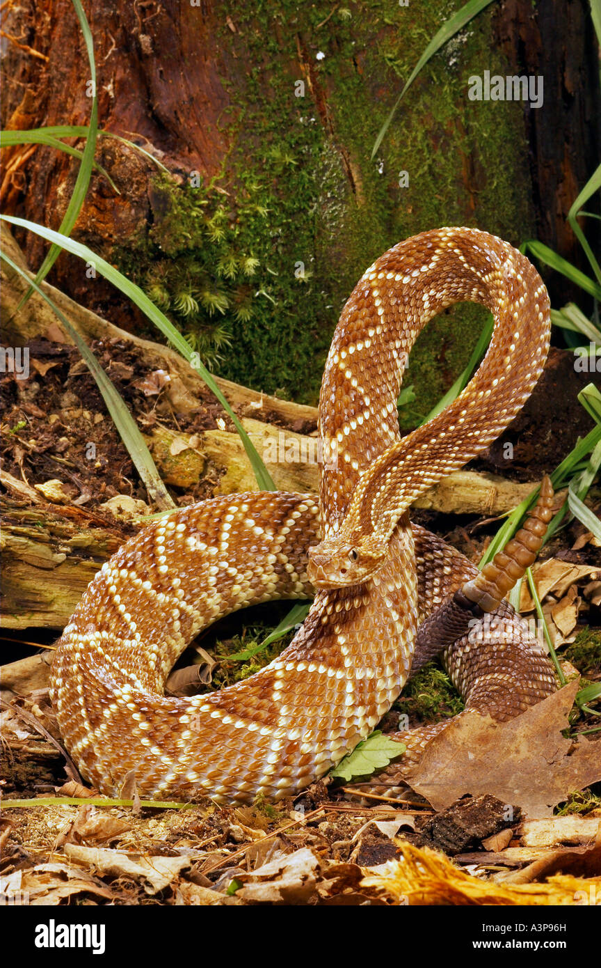 Cascavel snake Crotalus durissus terrificus only rattlesnake south of ...