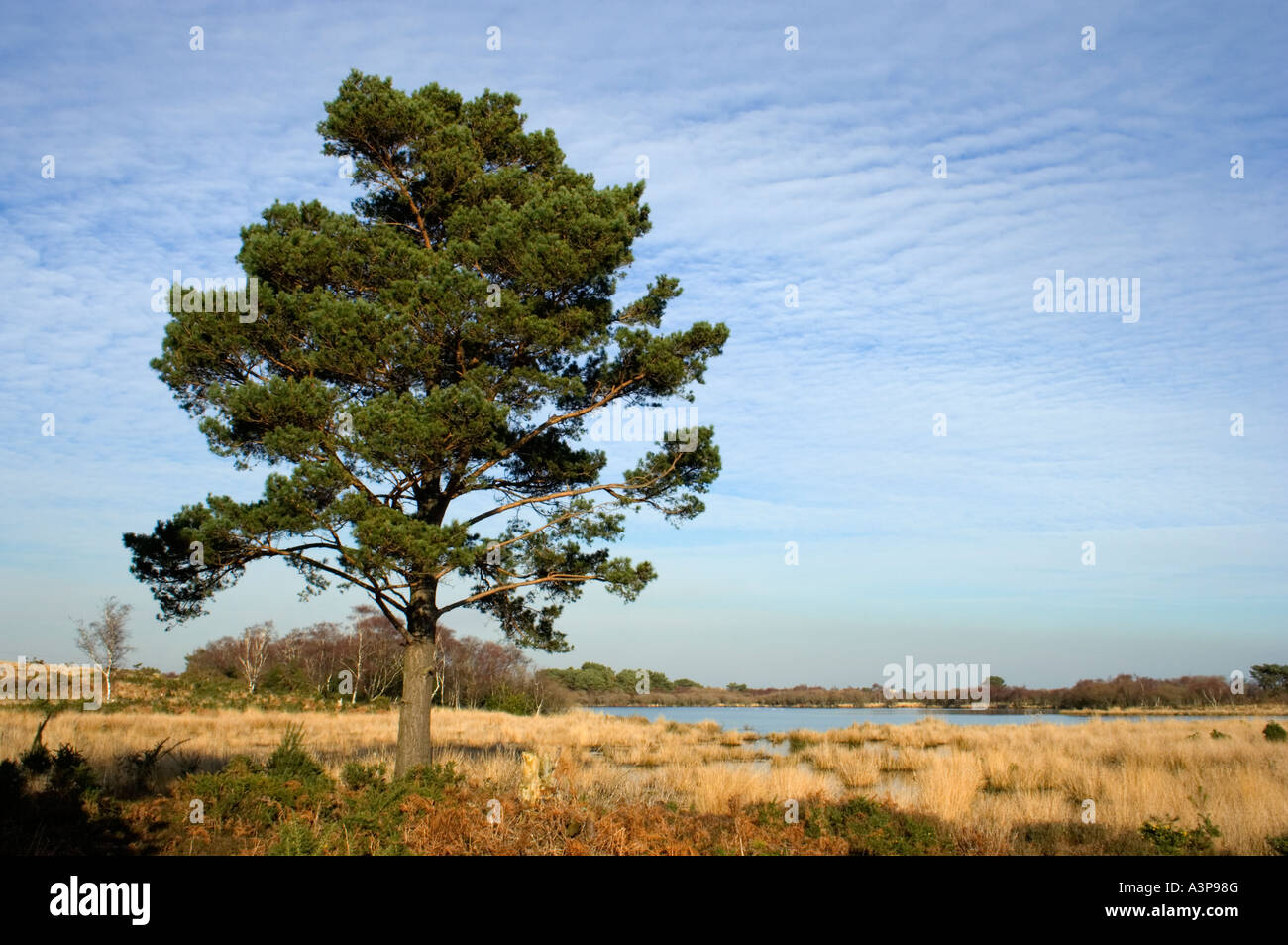 Lone Pine Tree at Little Sea, Studland, Isle of Purbeck, Dorset, UK Stock Photo