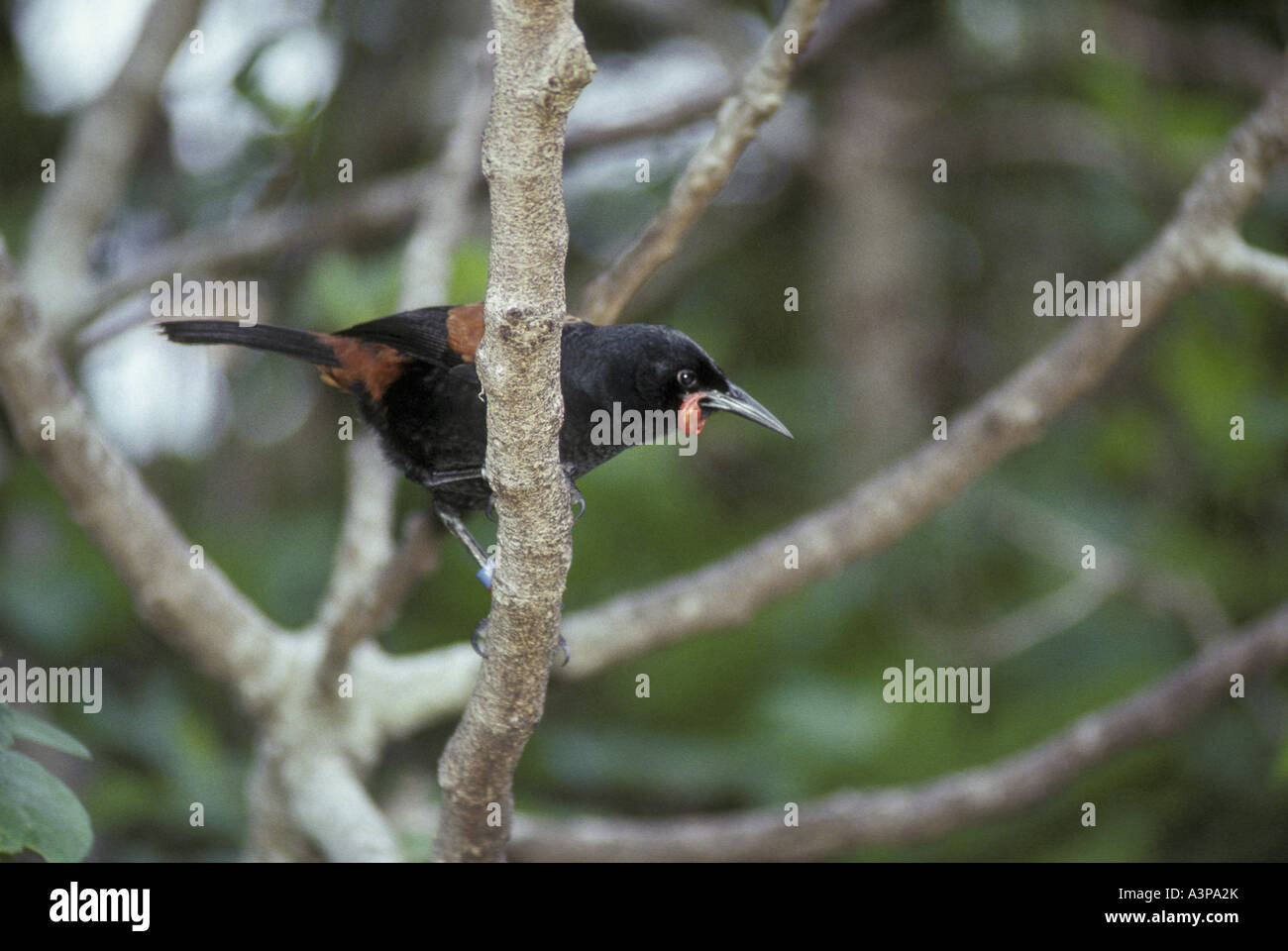 Saddleback Philesturnus carunculatus perched on branch Stock Photo