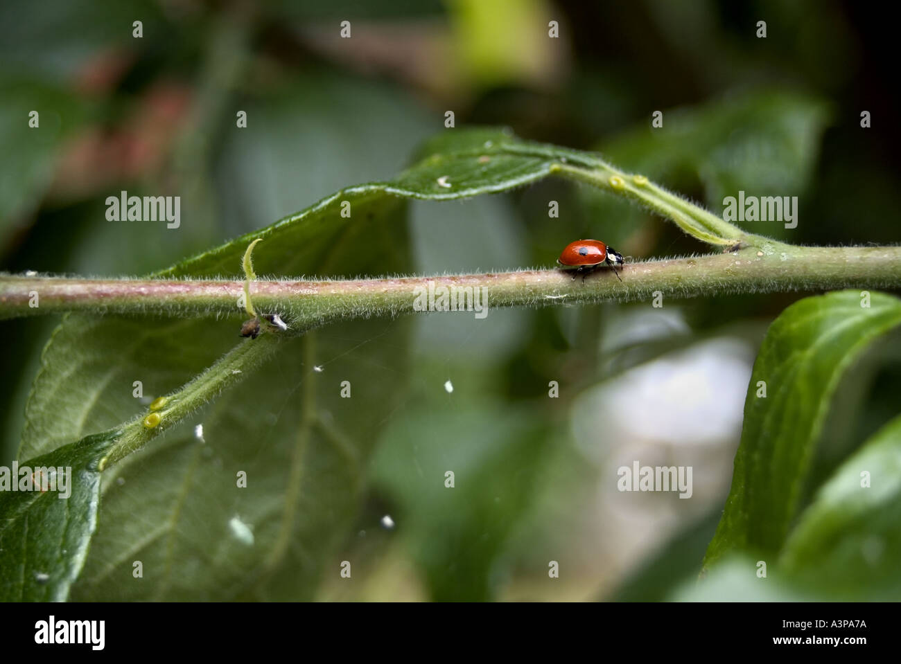 Ladybird hunting Greenfly infesting a Plum tree Stock Photo