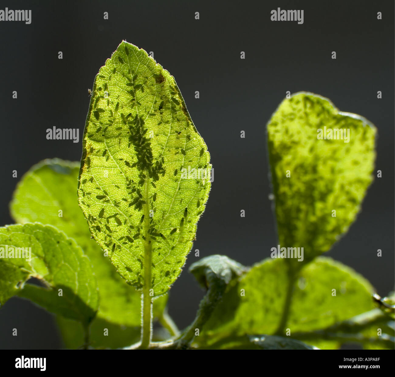 Greenfly infesting a Plum tree leaf Stock Photo