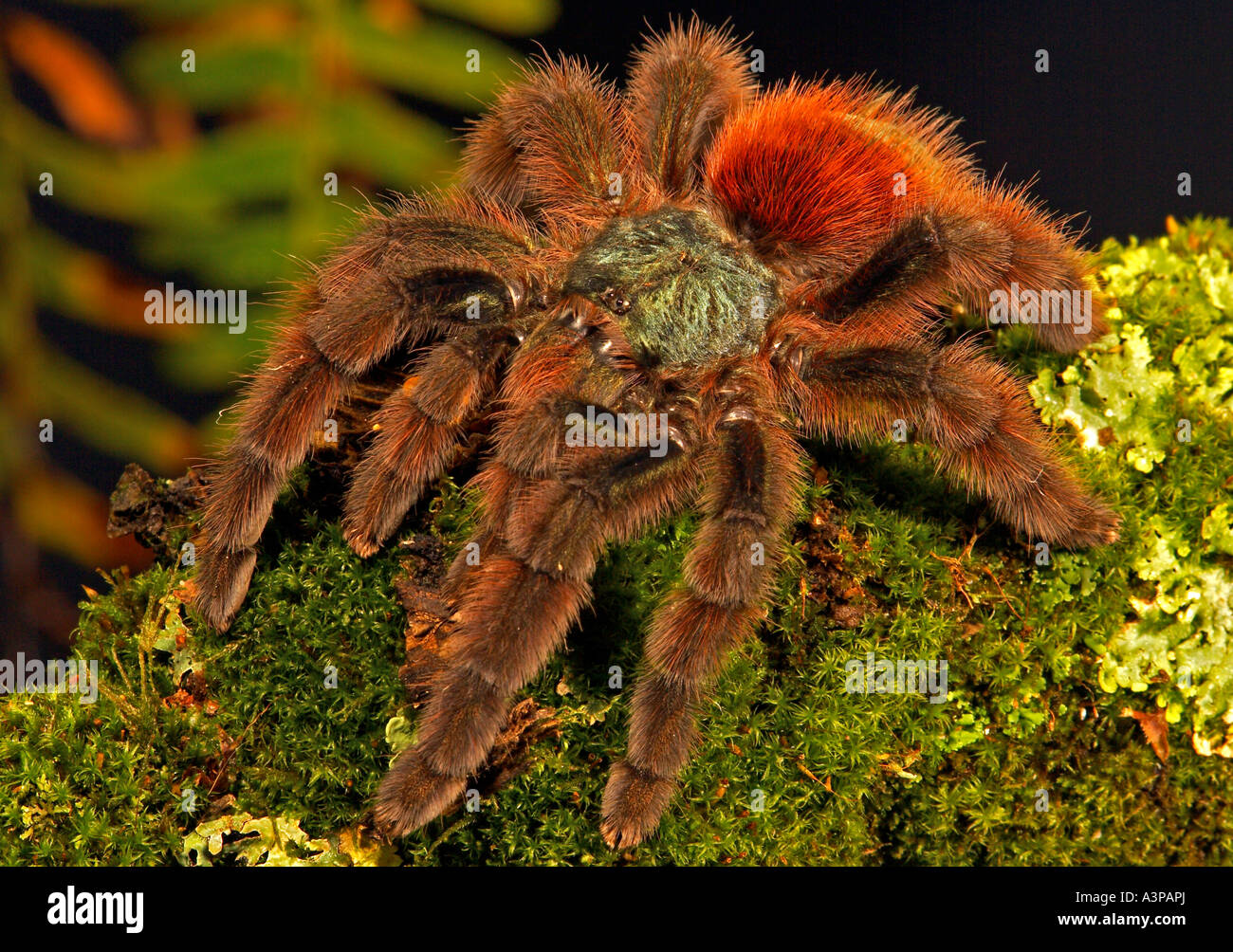 Antilles Pink Toed Tarantula Avicularia versicolor Guadeloupe Martinique Caribbean Stock Photo