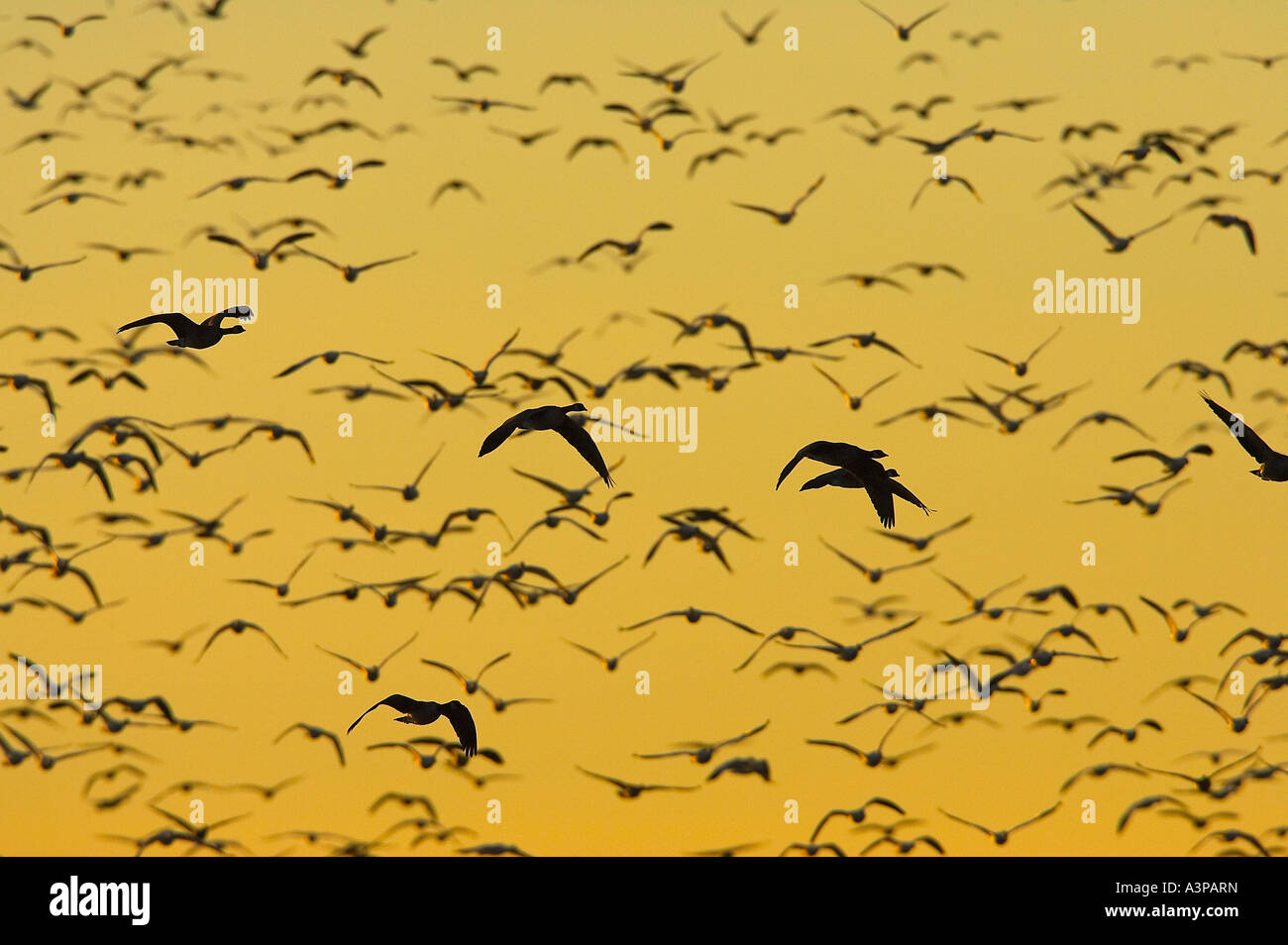 Snow Goose Chen Caerulescens Dalhart Texas USA Stock Photo Alamy