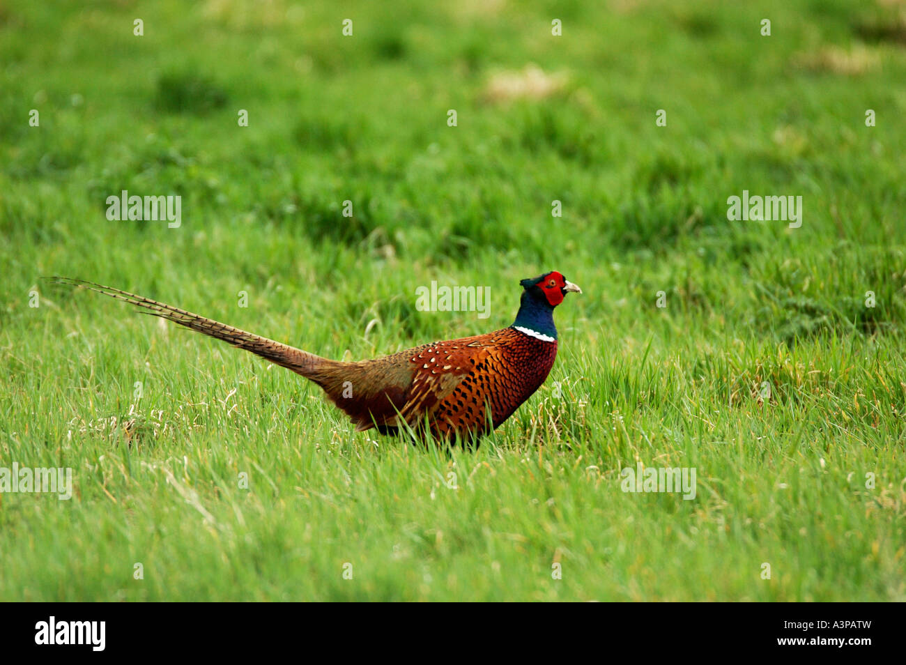 Common Pheasant Phasianus colchicusa male cock in long grass Suffolk UK Stock Photo