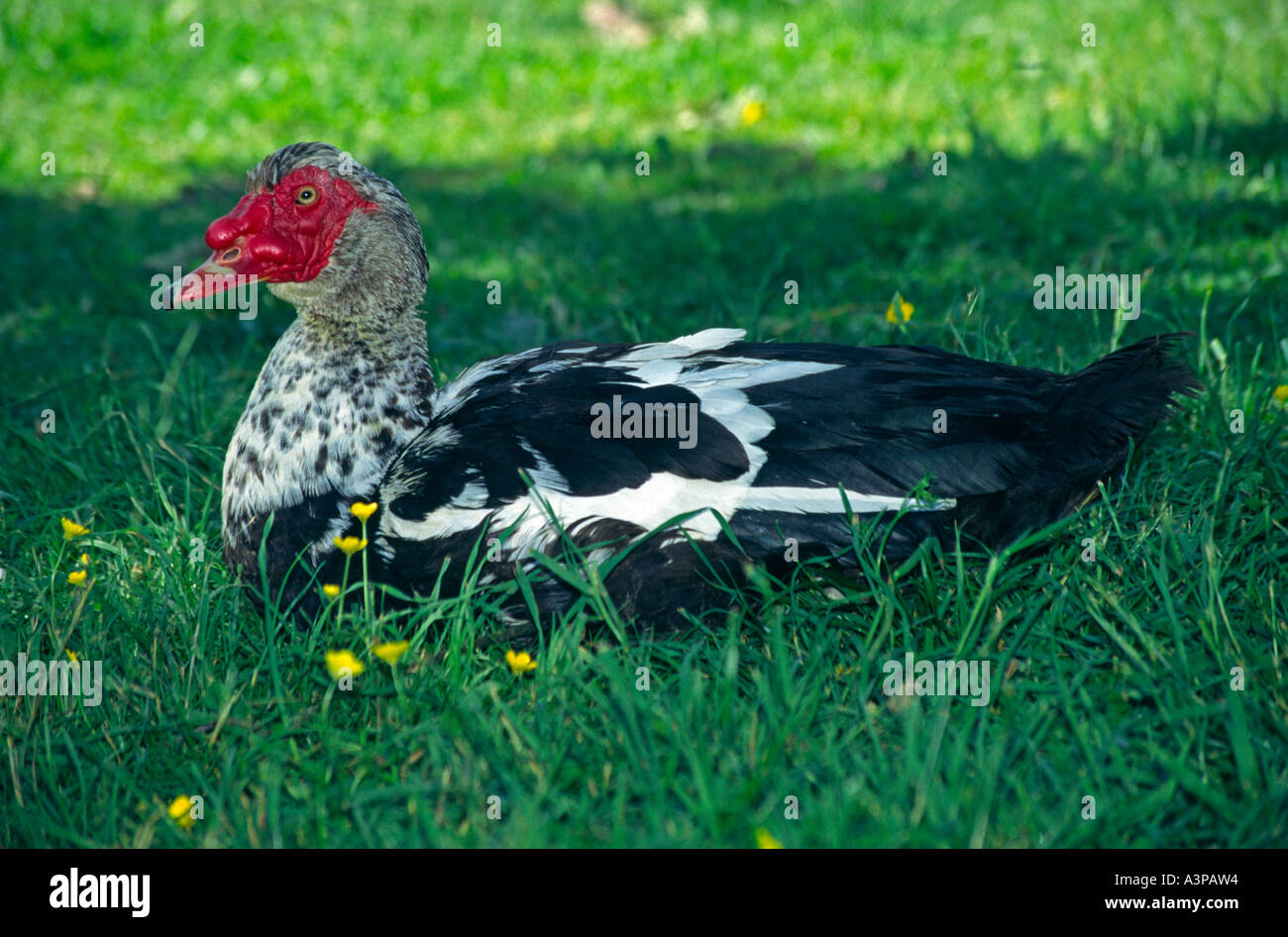wart duck black white red spotted Stock Photo Alamy wart duck black white red spotted Stock Photo Alamy