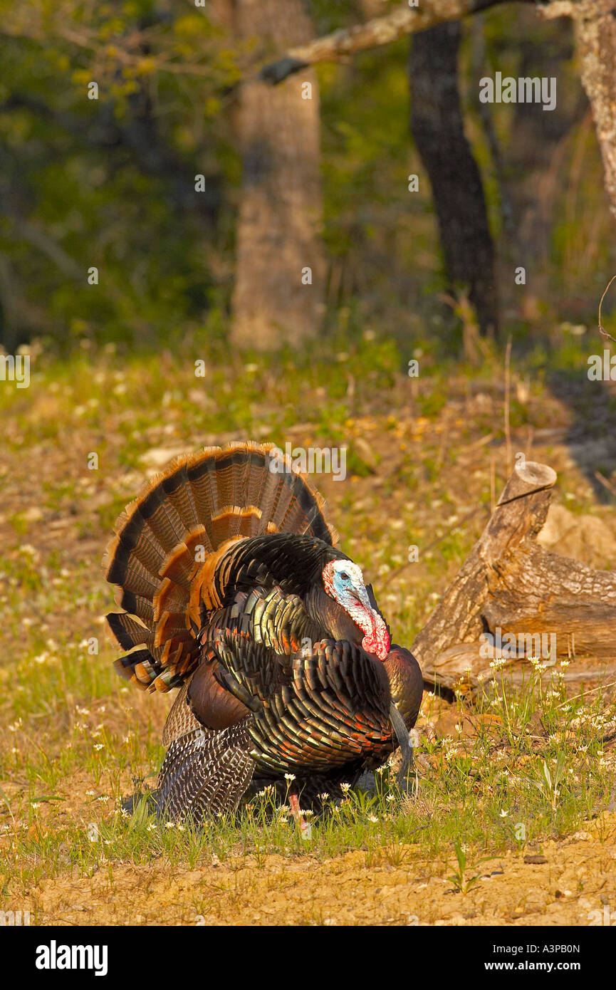 Wild Turkey Meleagris Gallopavo Male Displaying Sunset Texas Usa Stock Photo Alamy