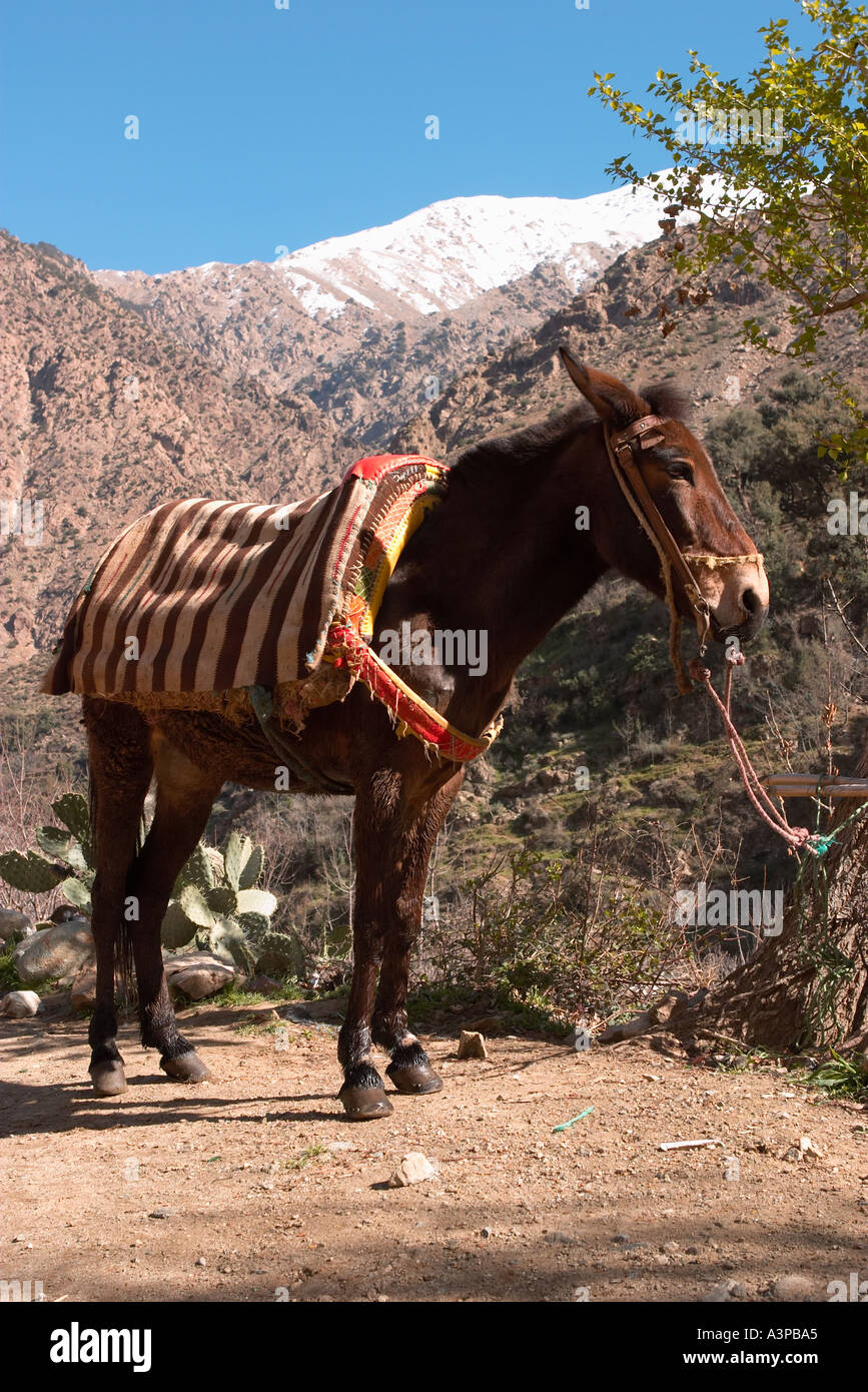 Donkey in atlas mountains morocco africa Stock Photo