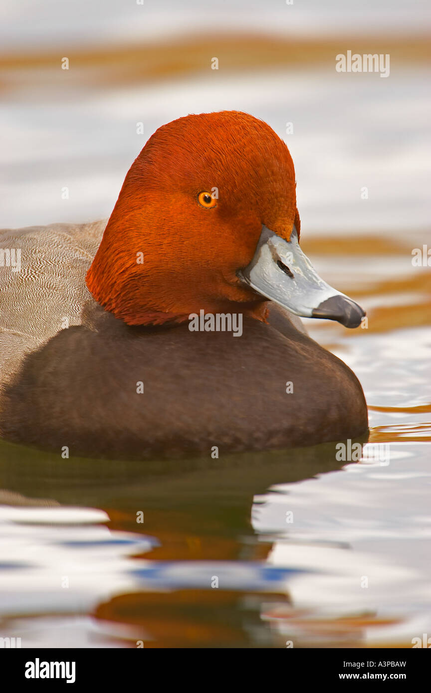 Redhead Duck Aythya americana male sunset reflection on water Lakewood ...