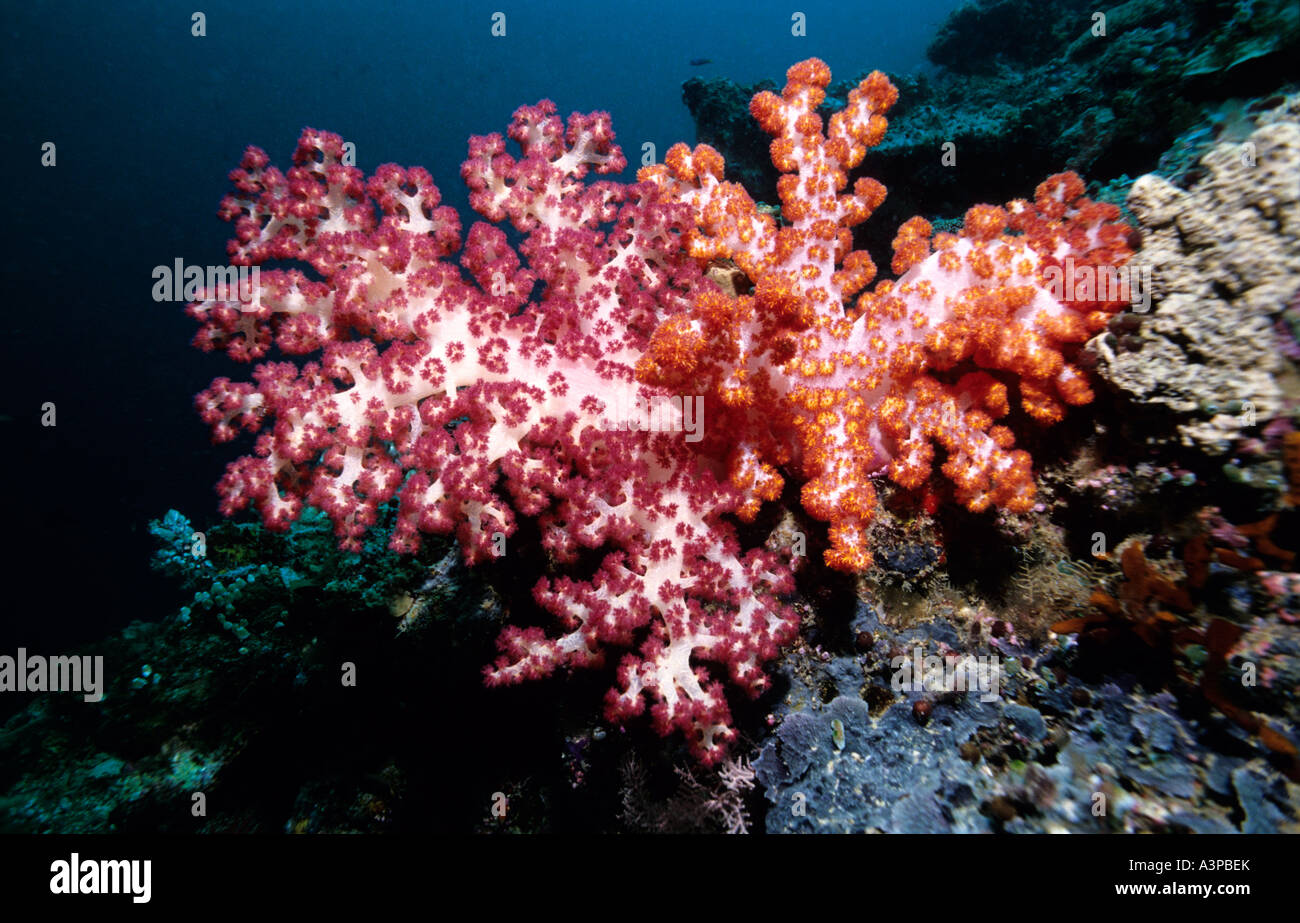 Soft Coral Dendronephthya spp Sipadan Sabah Borneo Stock Photo