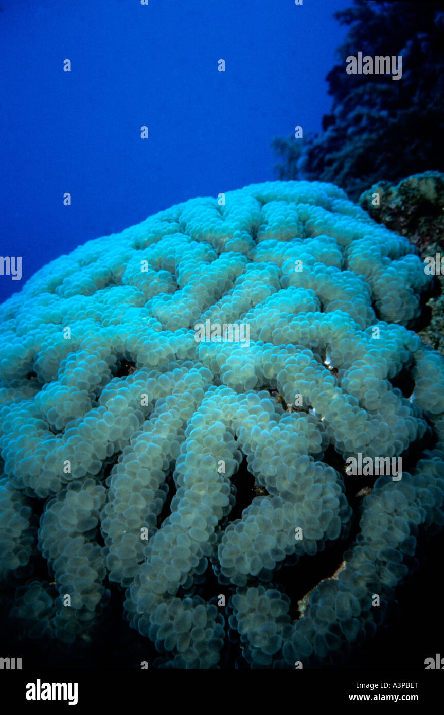 Bubble Brain Coral Plerogrya spp Red Sea Egypt Stock Photo