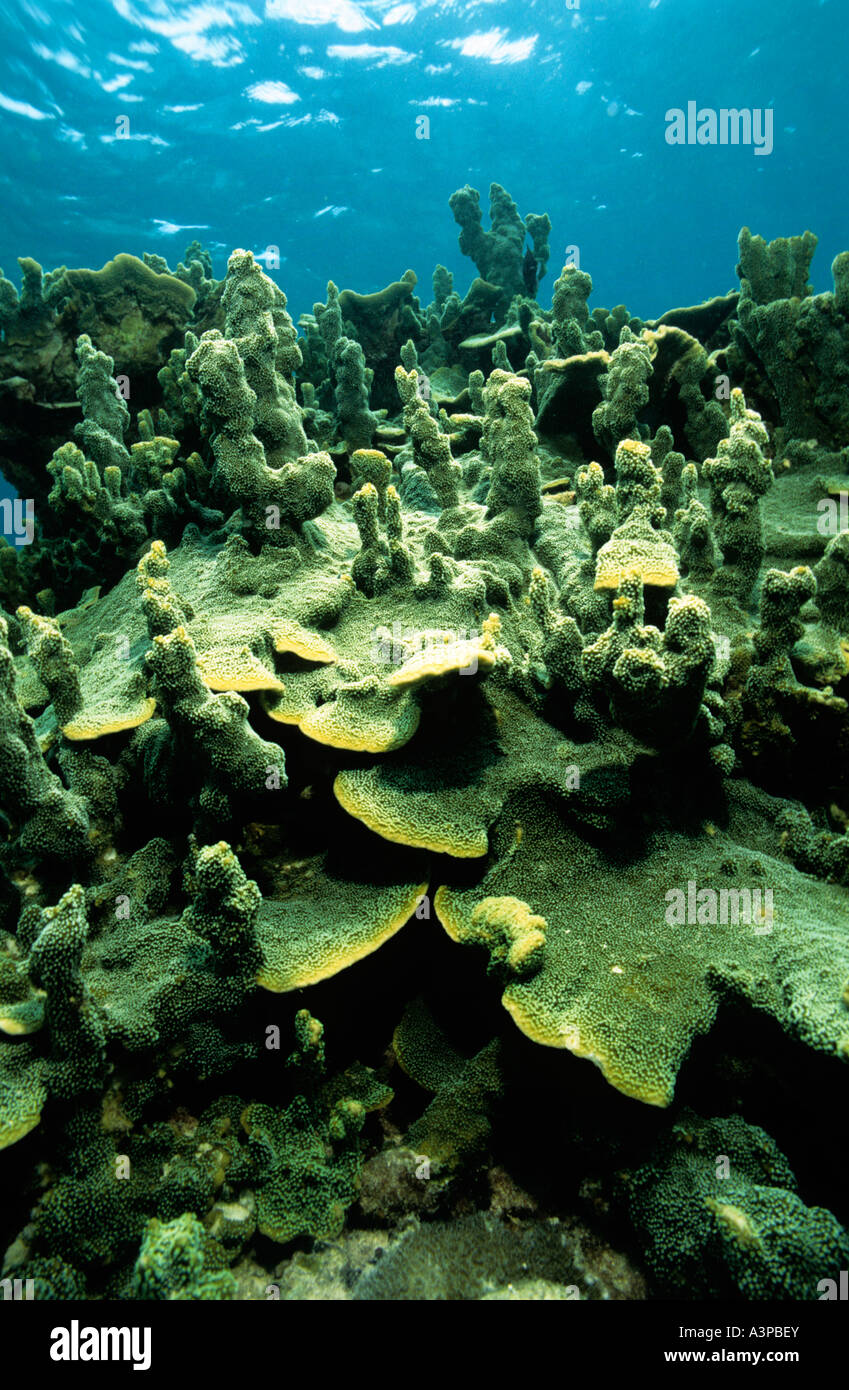 Montipora sp Hard Coral showing branching plating growth form in shallow water Ko Phan Yang Thailand Stock Photo