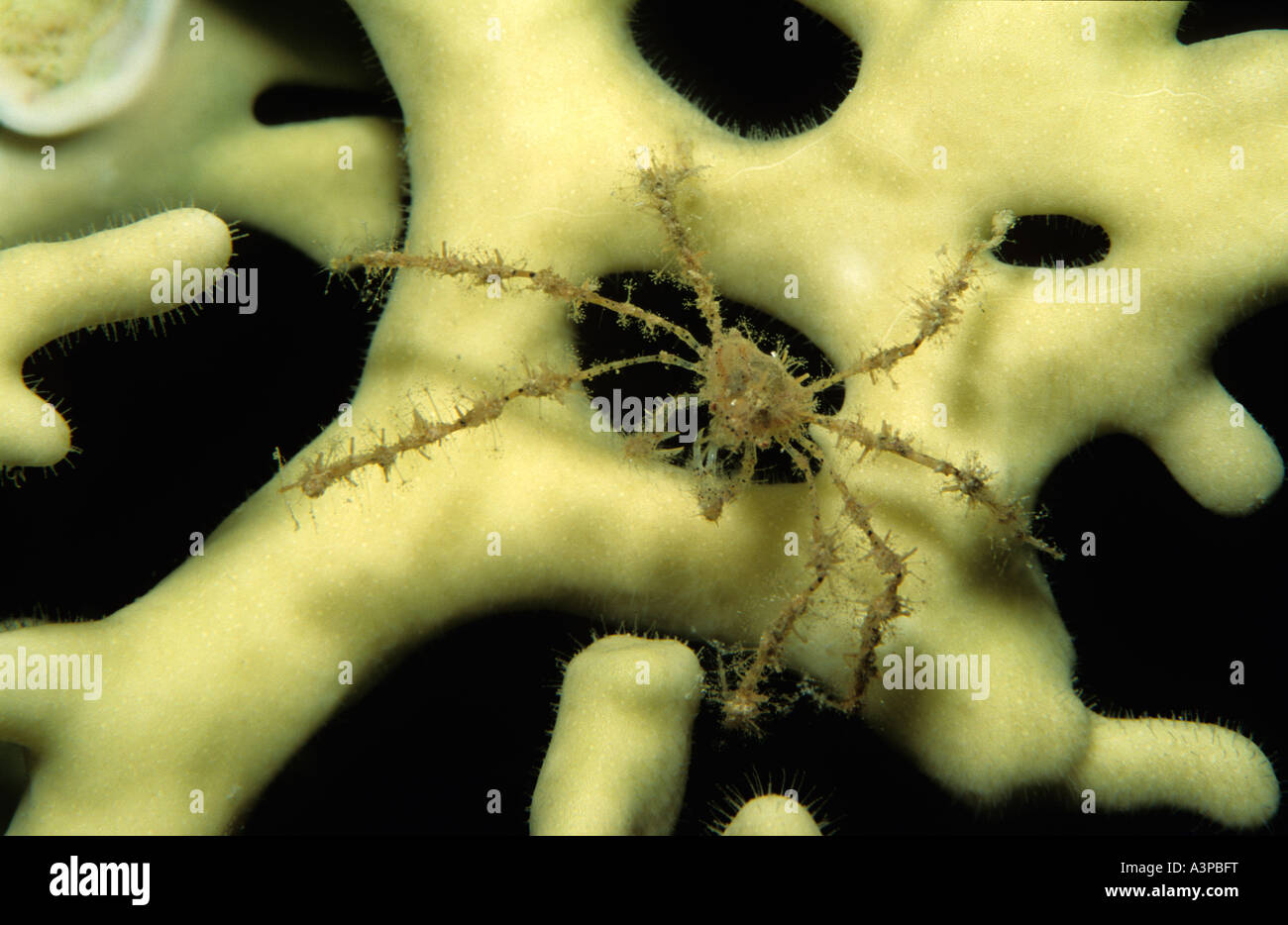 Spiny Spider Crab Achaeus spinosus Red Sea Egypt Stock Photo