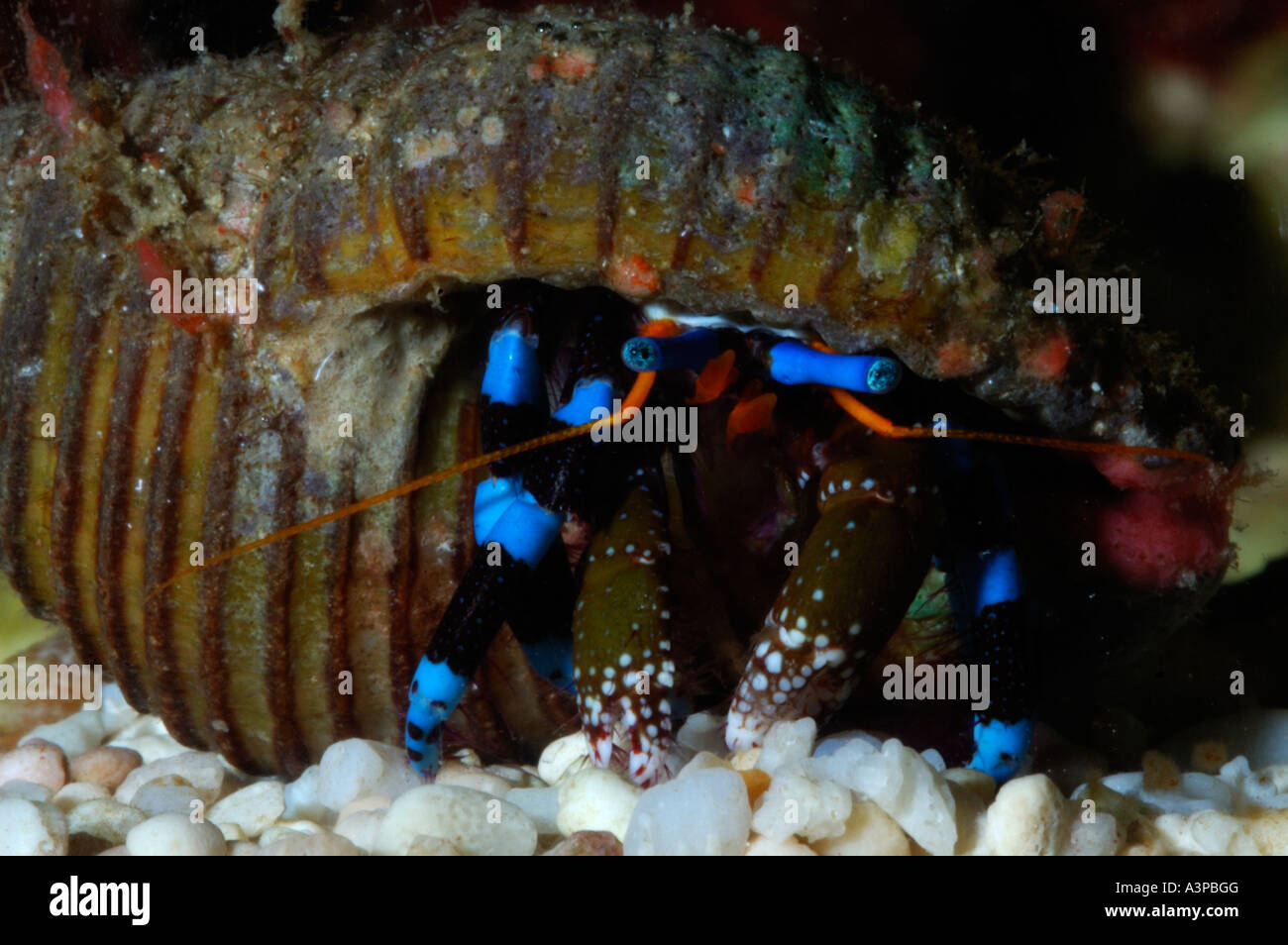 Blue knuckled hermit crab Calcinus elegans Caribbean Stock Photo