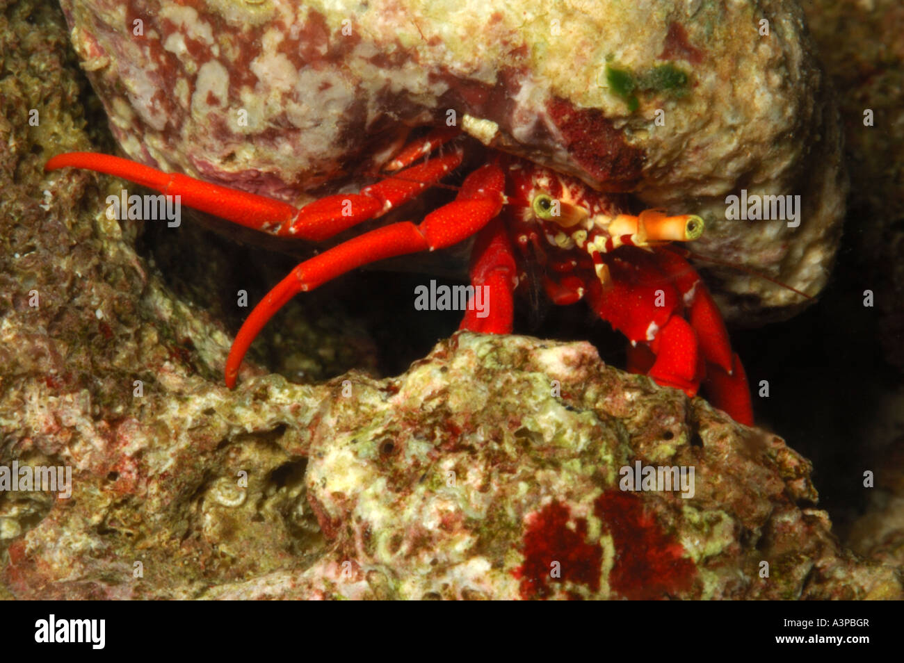 Red legged hermit crab Pagaristes cadenati Caribbean Stock Photo