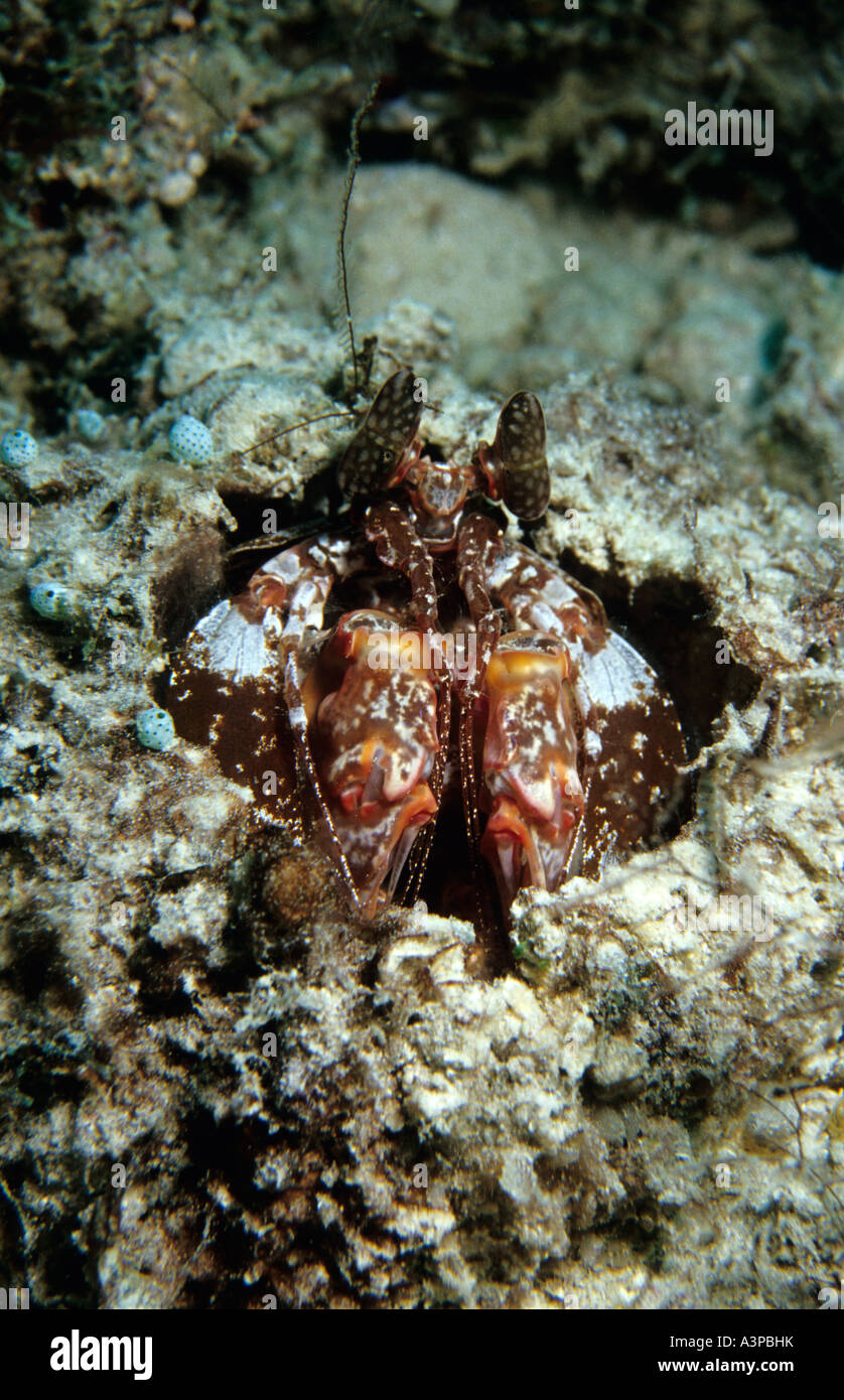 Marble Mantis Shrimp Lysiosquilla sulcirostris Sipadan Sabah Borneo Stock Photo