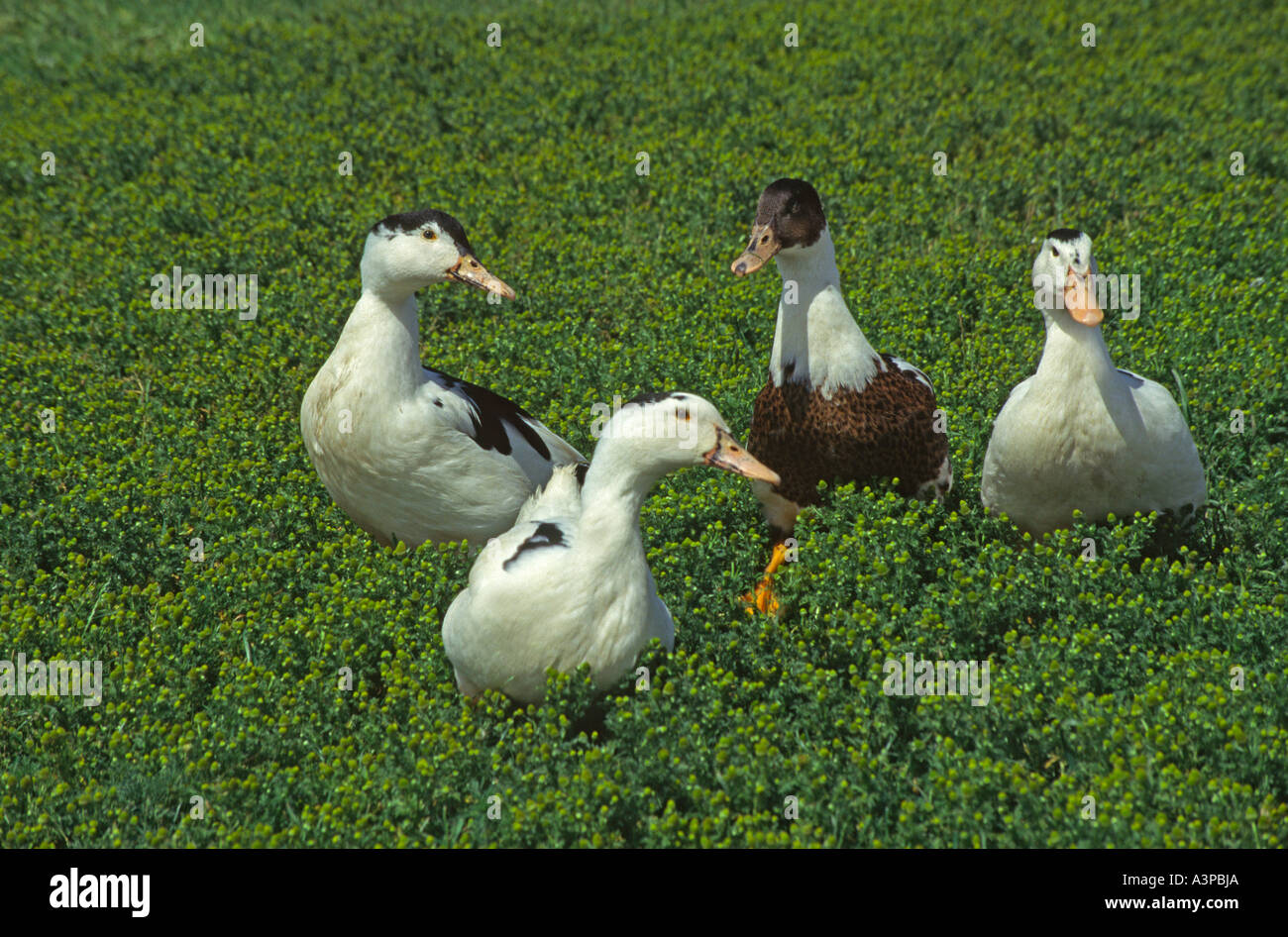 group of ducks toddling on field Stock Photo Alamy