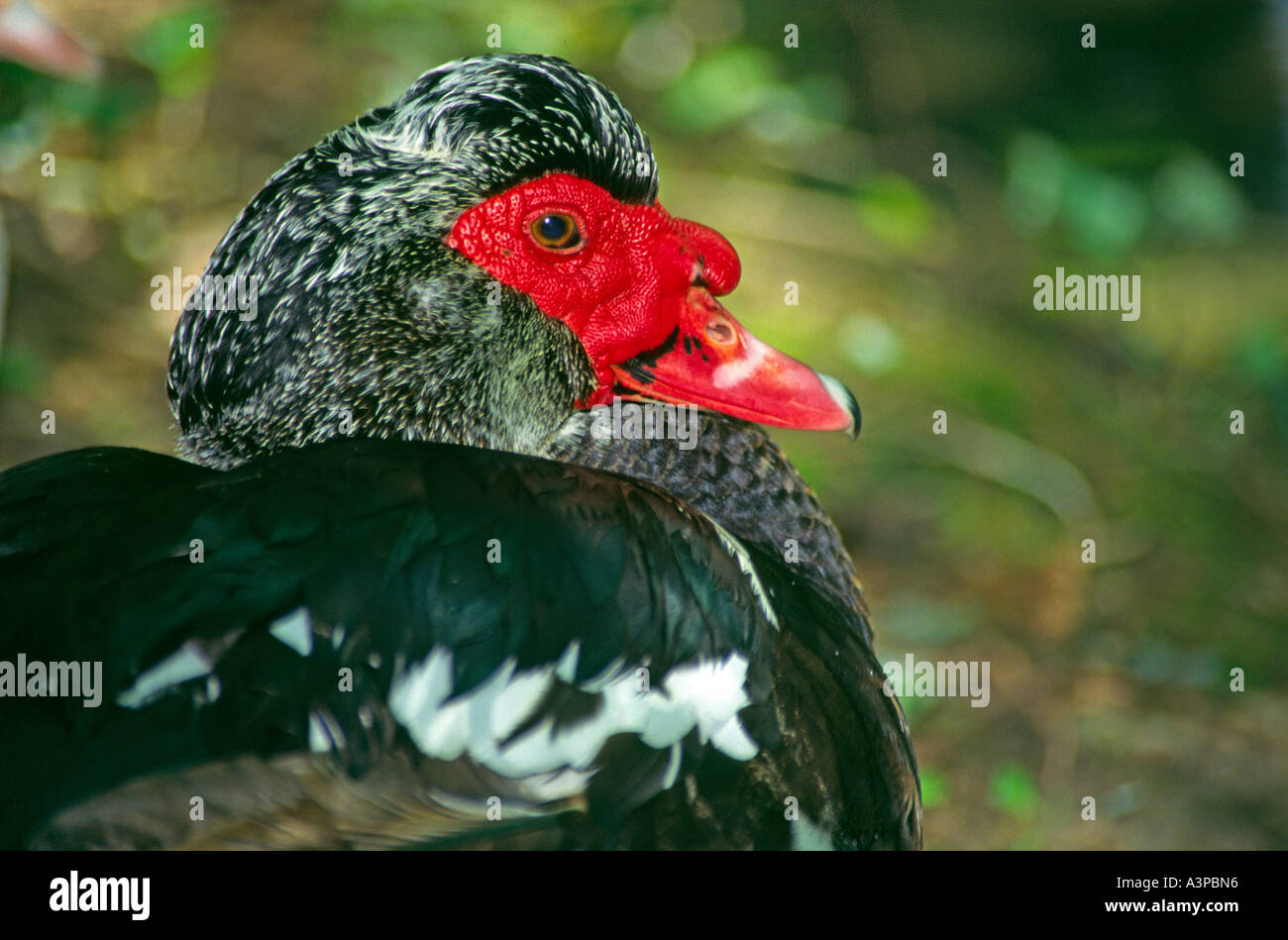 wart duck black white spotted Stock Photo Alamy
