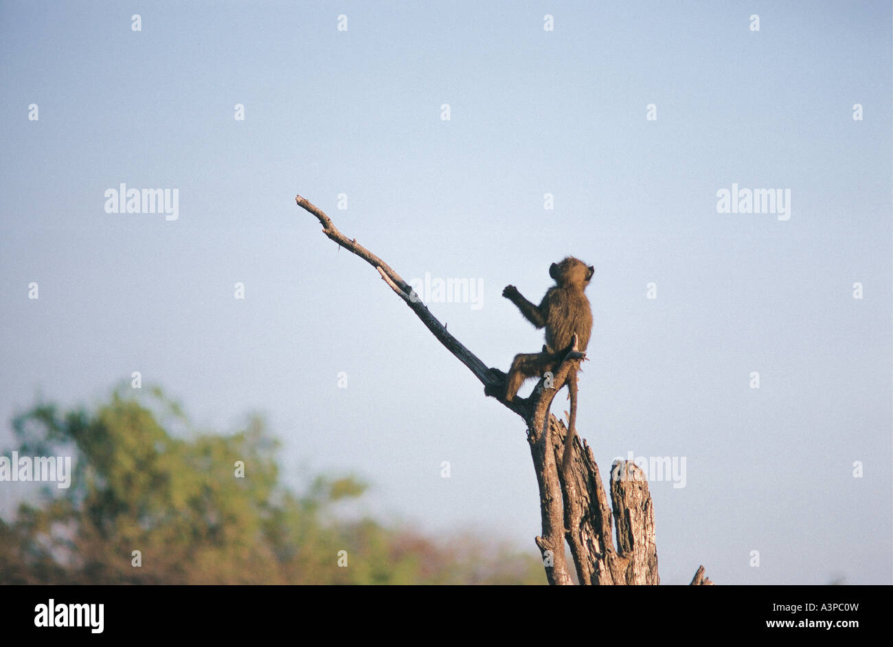 Young Olive Baboon perched on dead tree stump in Samburu National Reserve Kenya Stock Photo