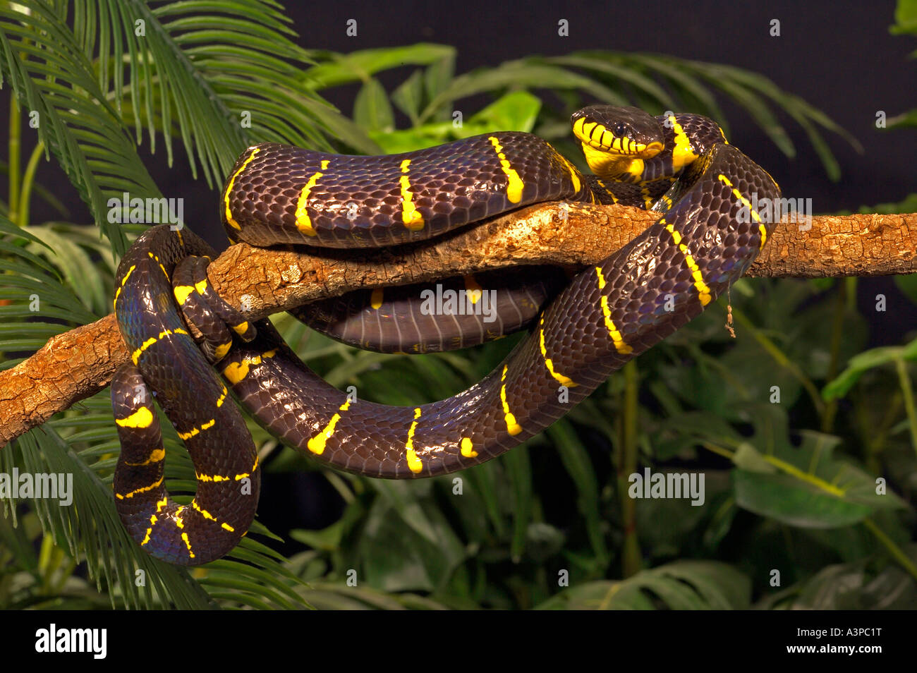 Mangrove Snake Boiga dendrophila melanota Asia Stock Photo