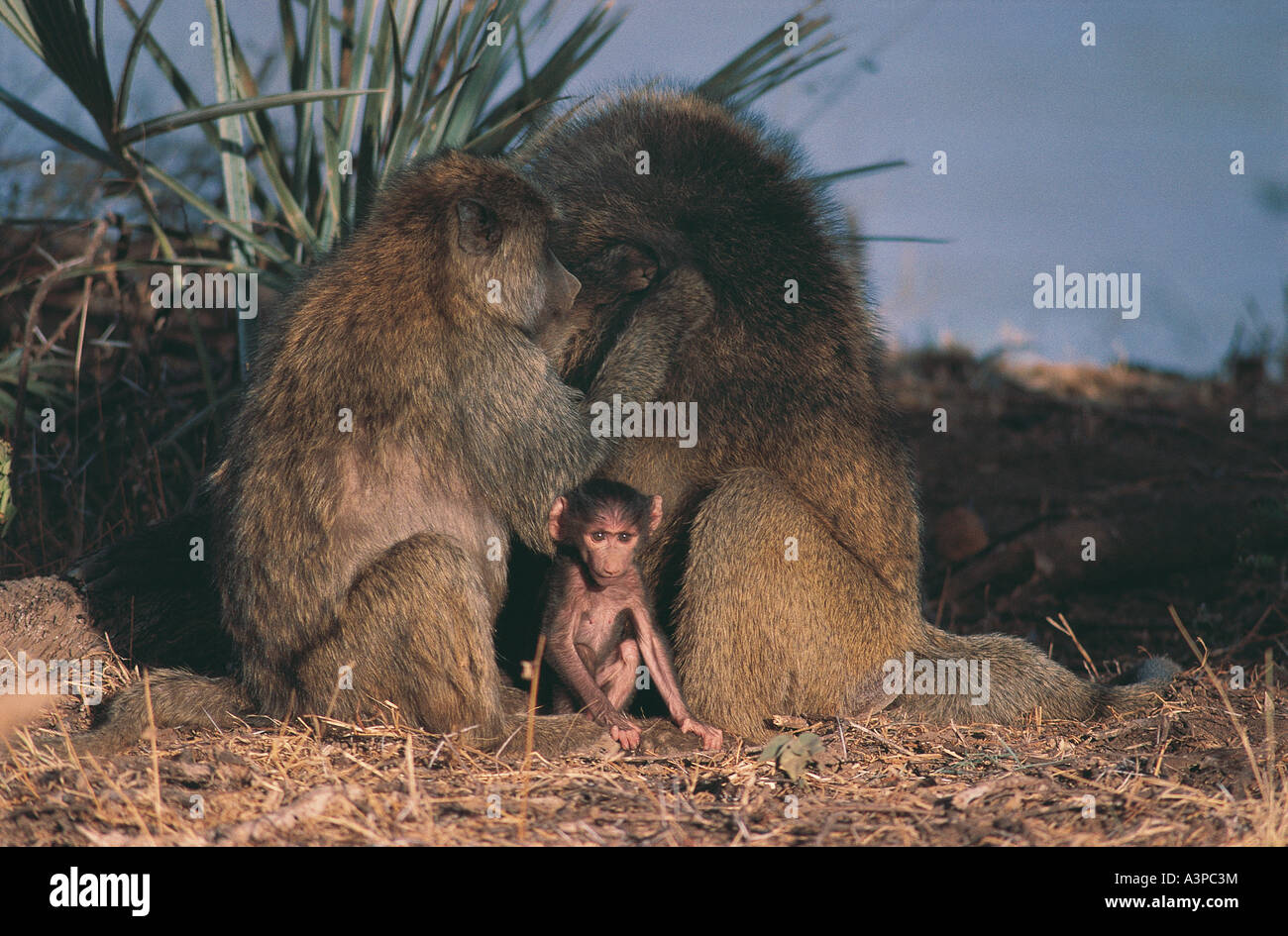 Olive Baboon grooming whilst with small baby sits close by at Samburu National Reserve Kenya Stock Photo