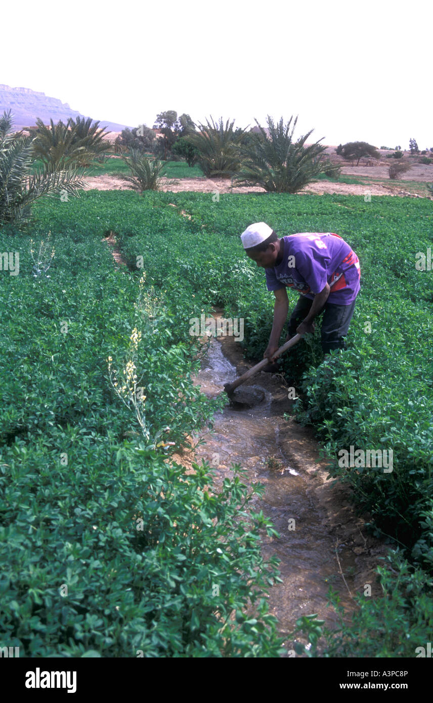 Moslem peasant farmer maintaining irrigation ditch for cash crops of vegetables in the Draa Valley in southern Morocco Stock Photo