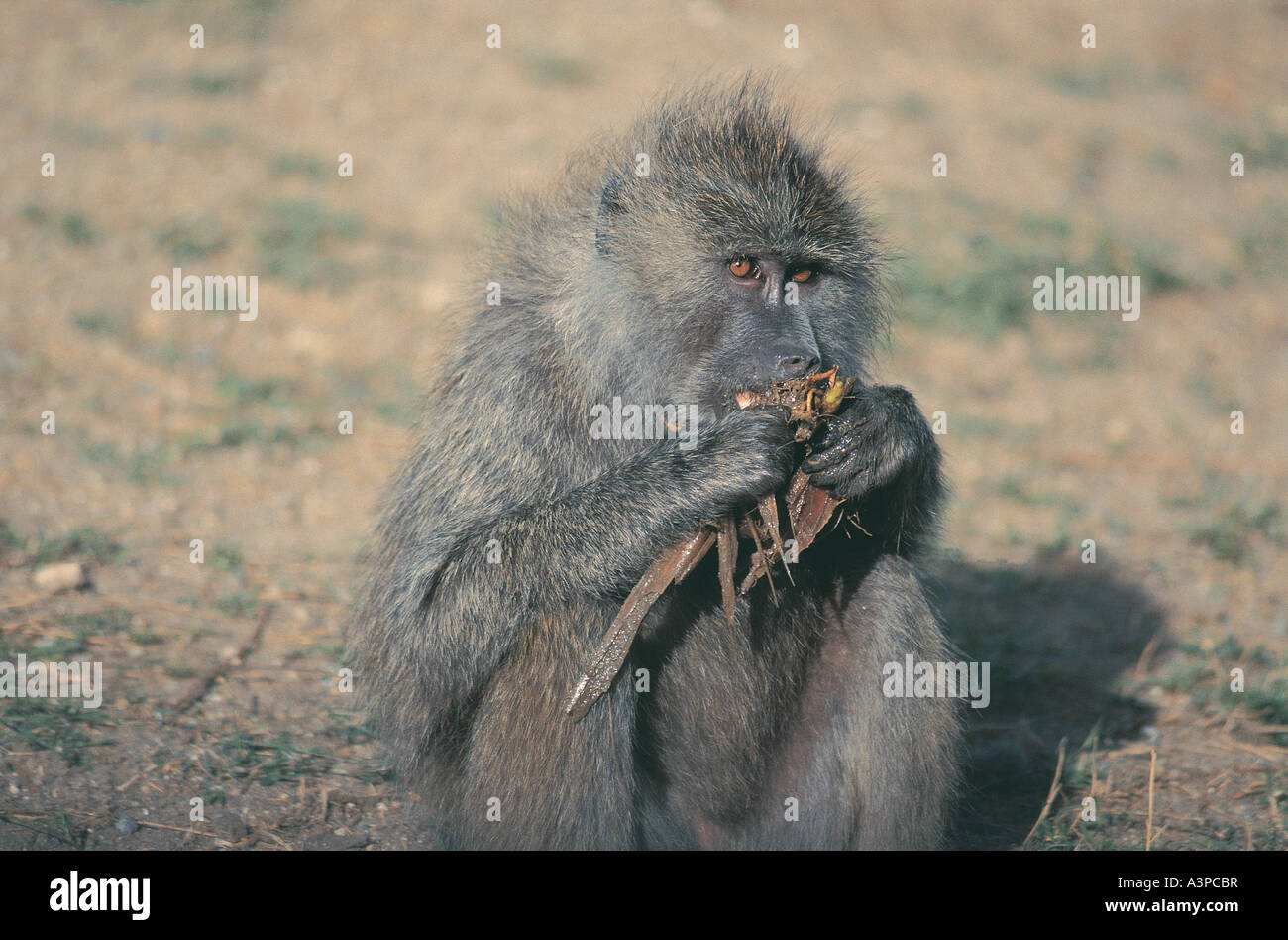 Olive Baboon eating roots from a pool in Serengeti National Park ...