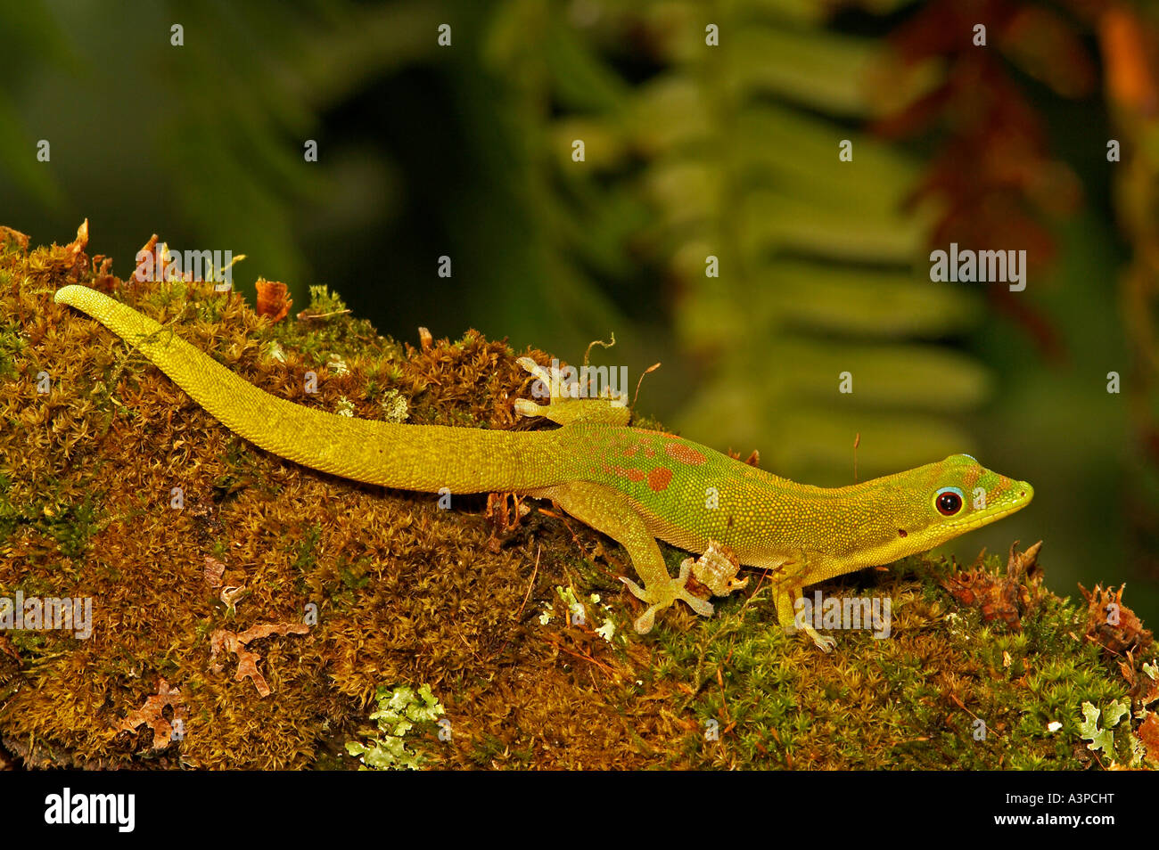 Gold Dust Gecko Phelsuma laticauda Madagascar Stock Photo