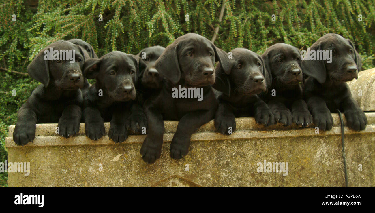 How Much Do Labrador Puppies Cost Uk