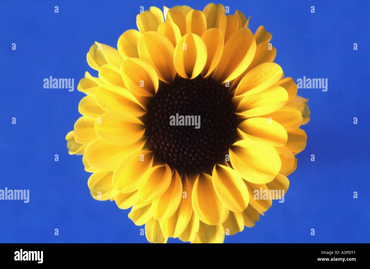 Sunflower Portrait Stock Photo
