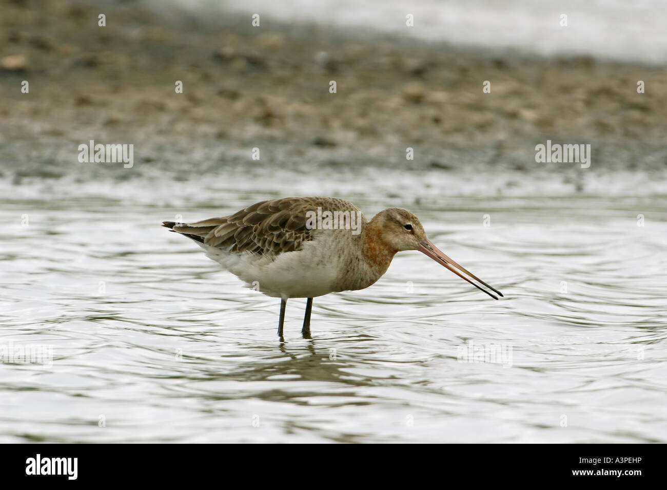 Black tailed Godwit Limosa limosa Single bird winter plumage feeding in ...