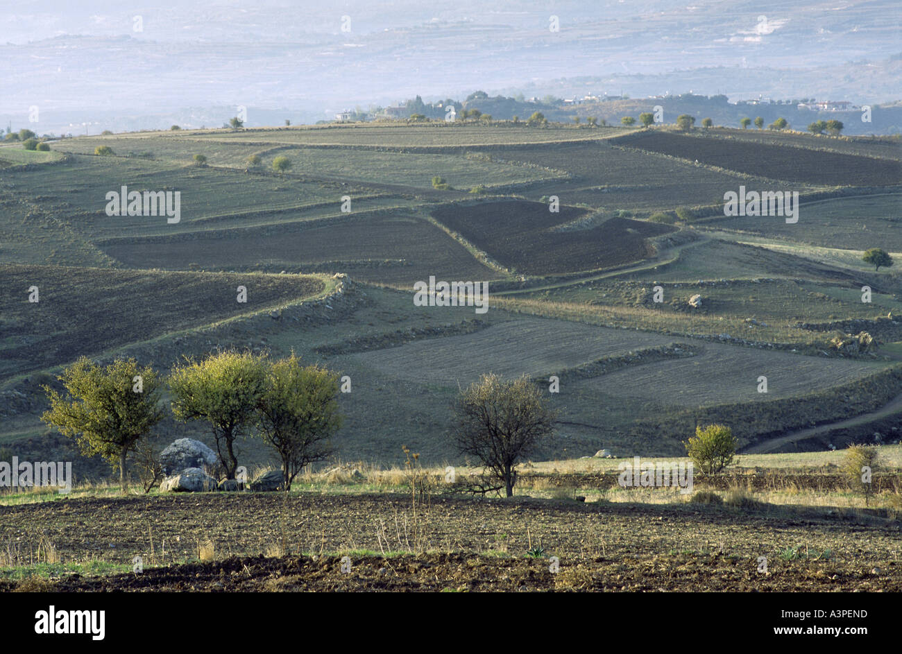 Fields at dawn Cyprus Stock Photo