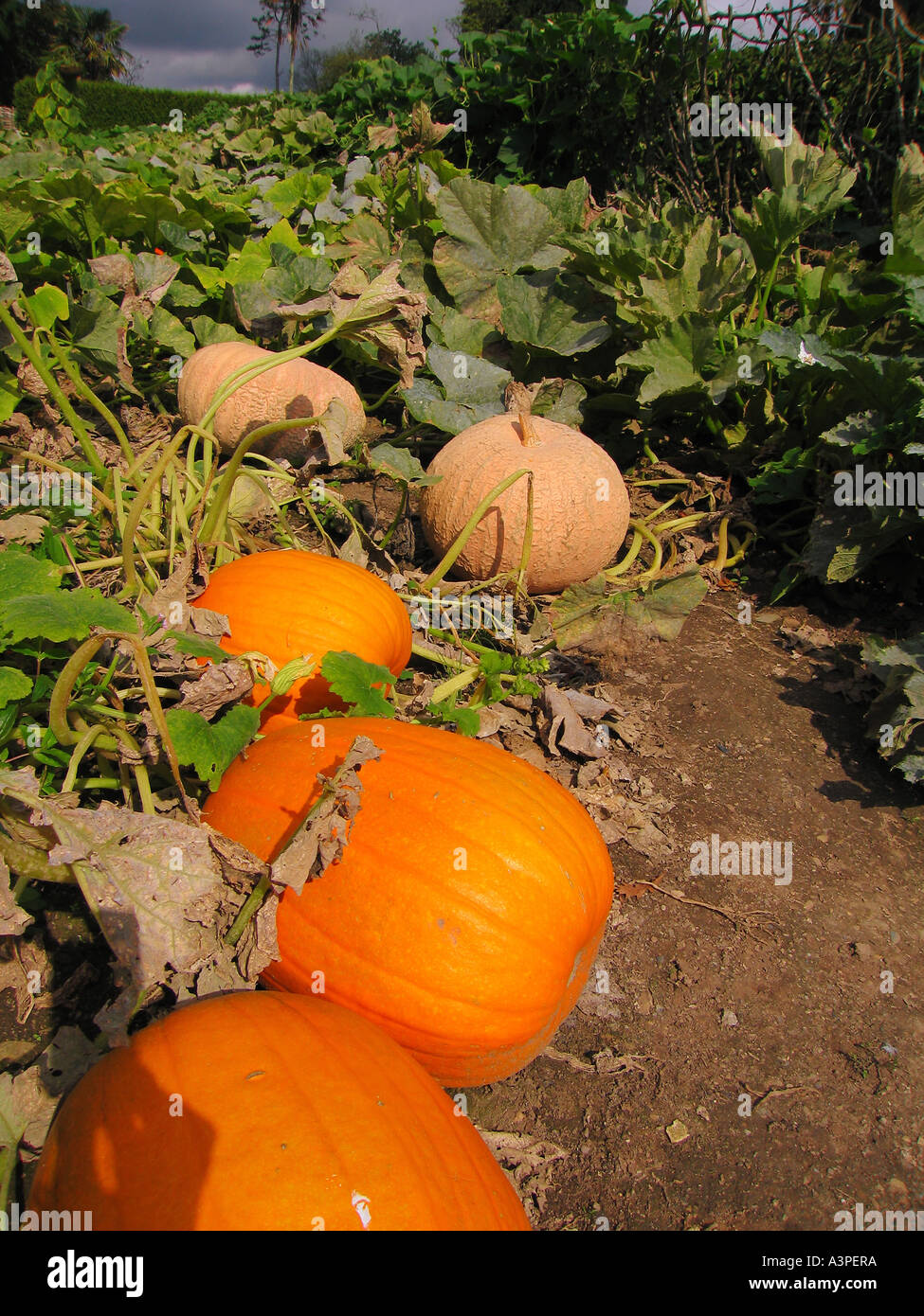 Pumpkins Lost Gardens of Heligan Cornwall UK Stock Photo