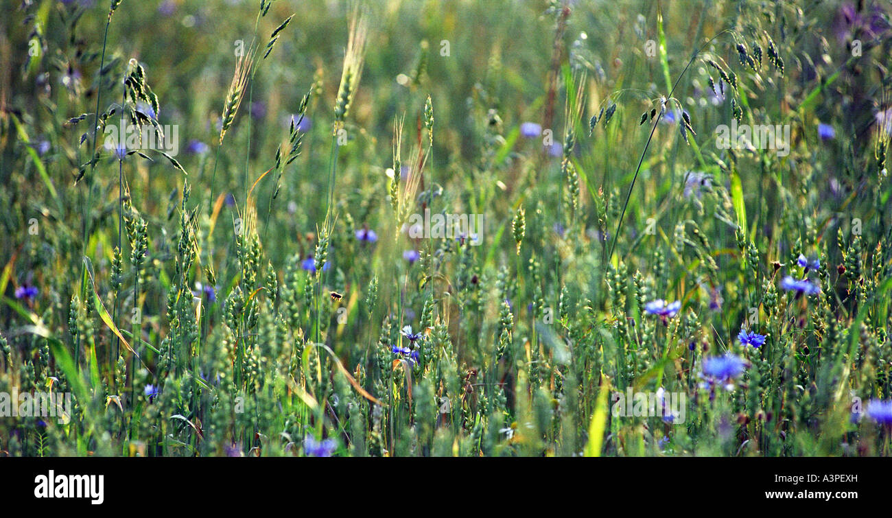 Flowers on a grain field Stock Photo