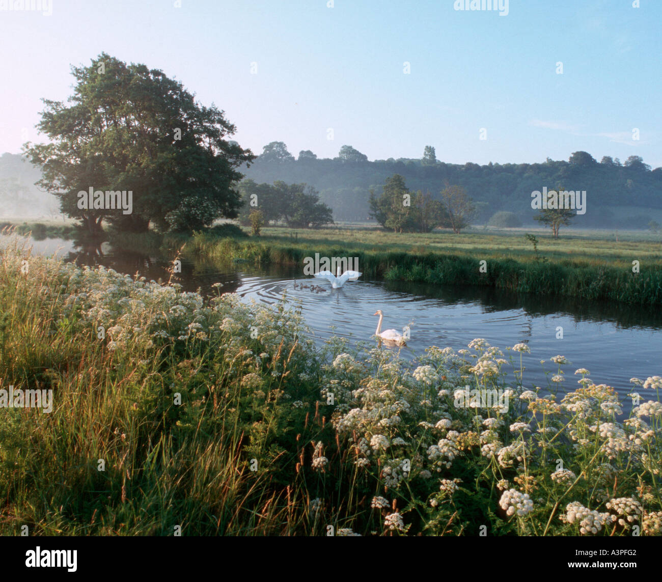 Three Rivers Surrey River Wey - Surrey - UK Stock Photo - Alamy