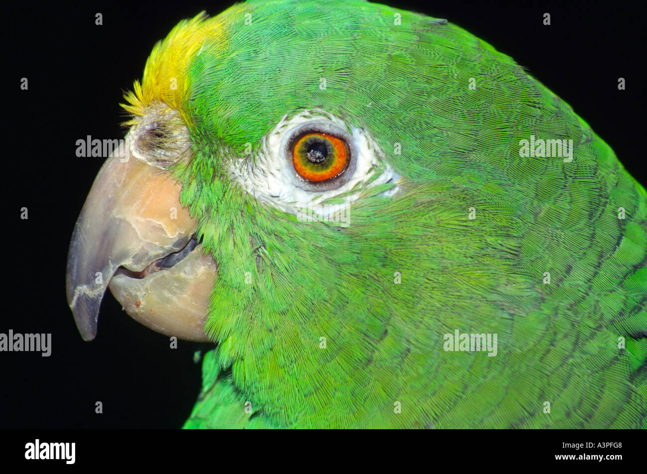 green parrot with yellow forehead head Stock Photo - Alamy