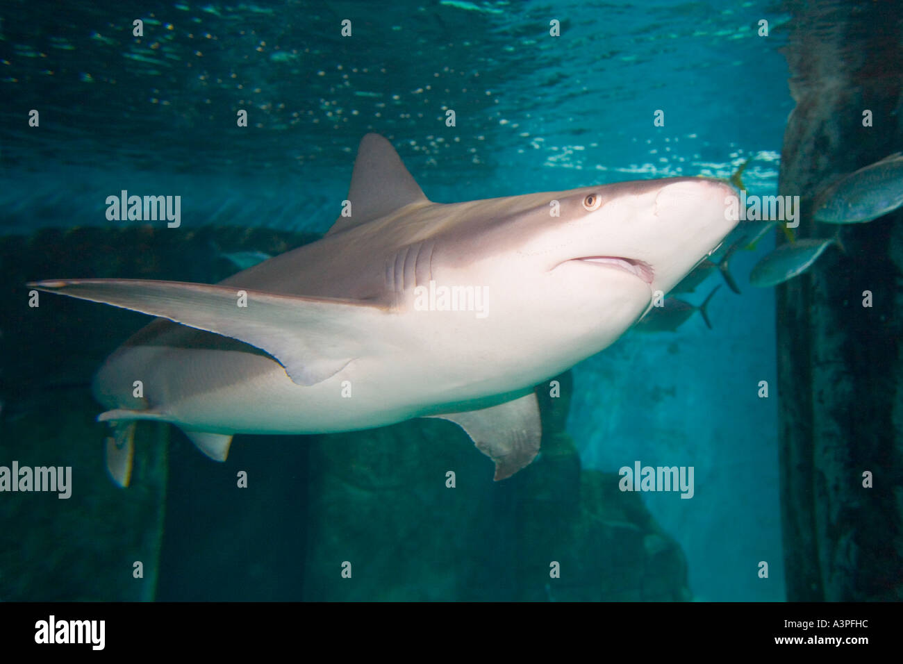 Brown shark Stock Photo