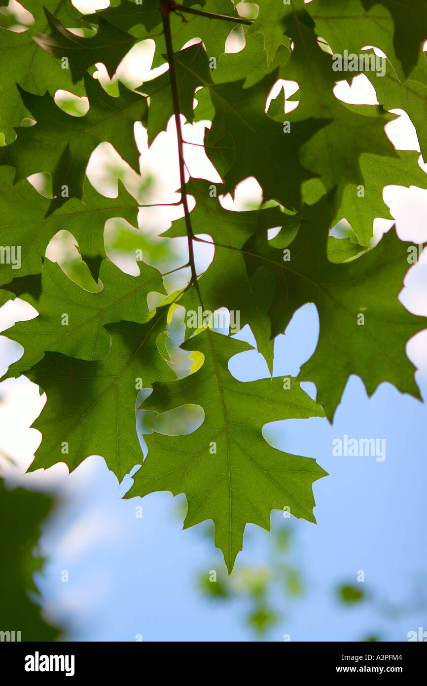 Leaves against blue sky, underside view, close-up  New York, USA Stock Photo