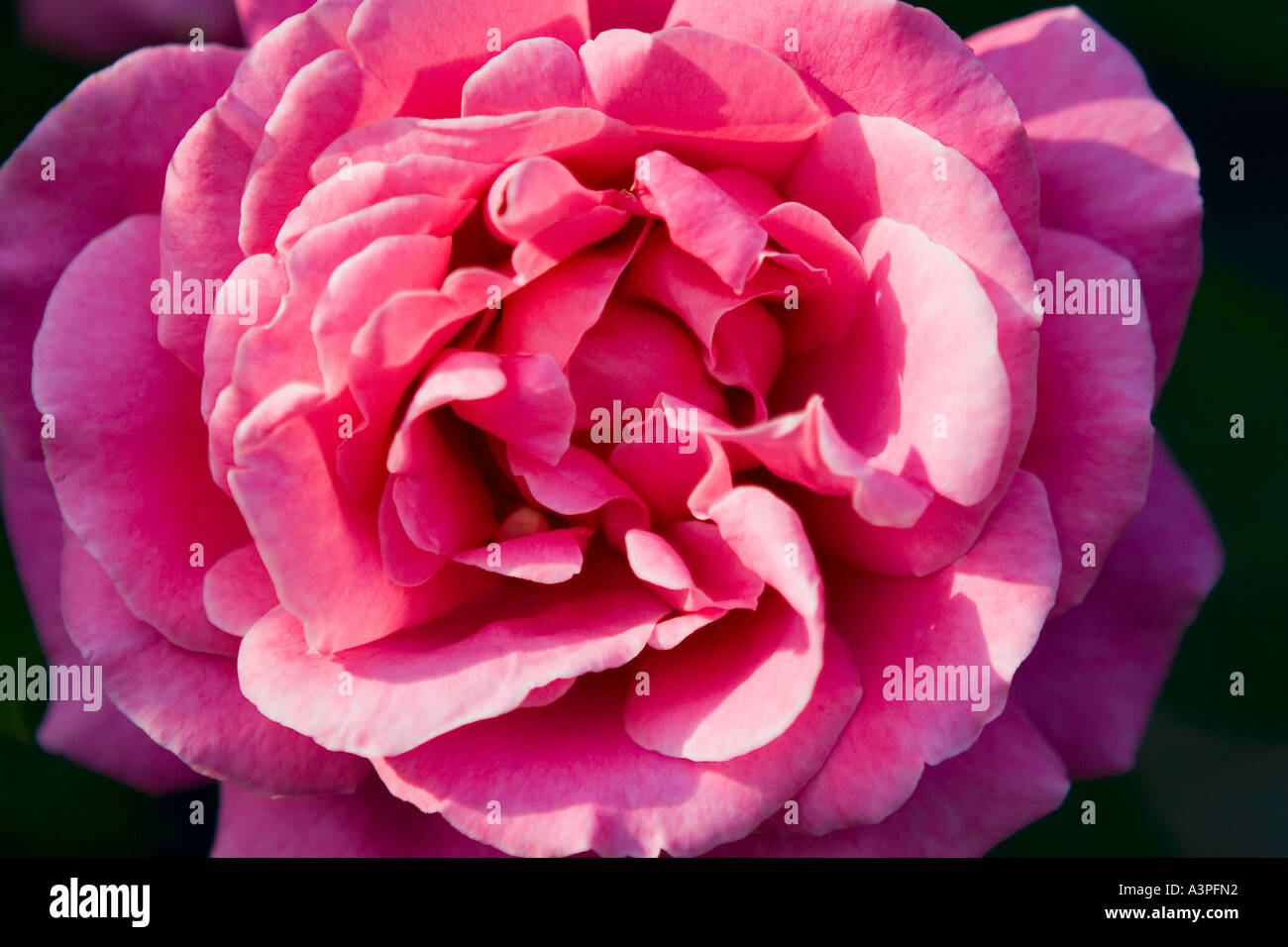 Pink rose (Rosa ), close-up Stock Photo