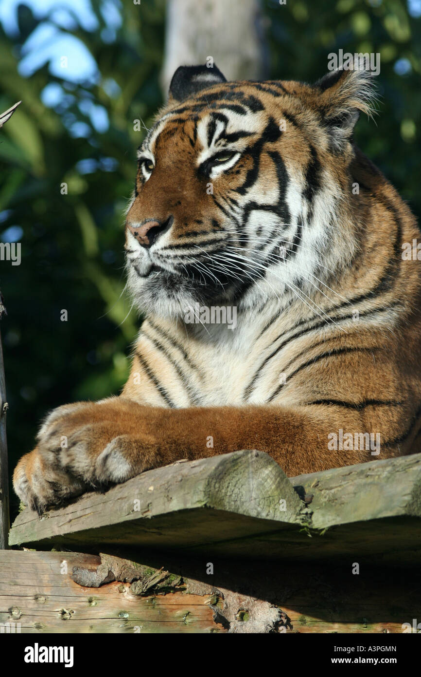 Tiger habitat loss bengal hi-res stock photography and images - Alamy