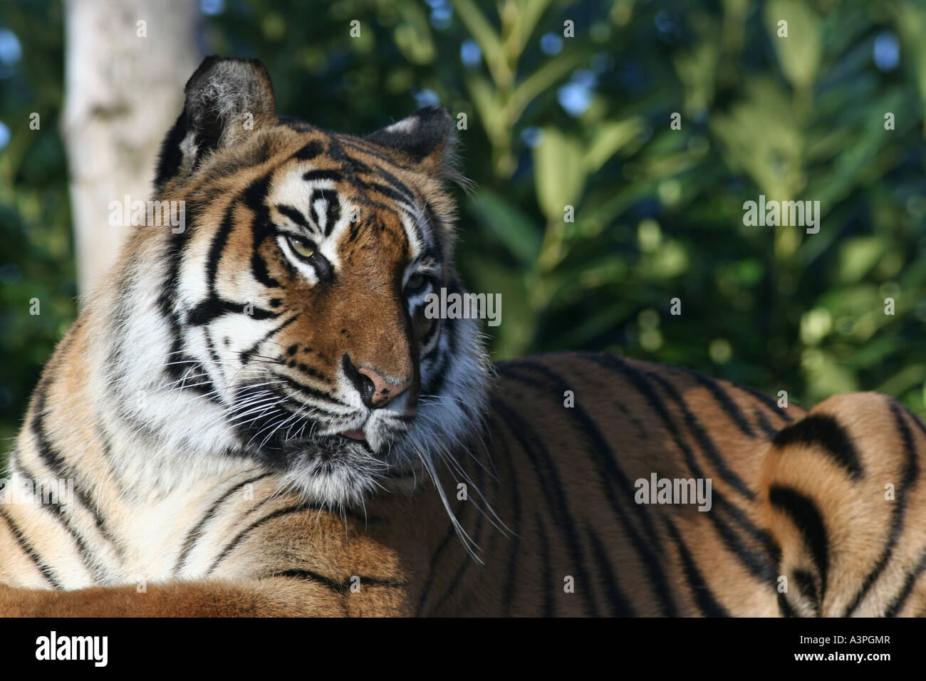 Tiger habitat loss india hi-res stock photography and images - Alamy