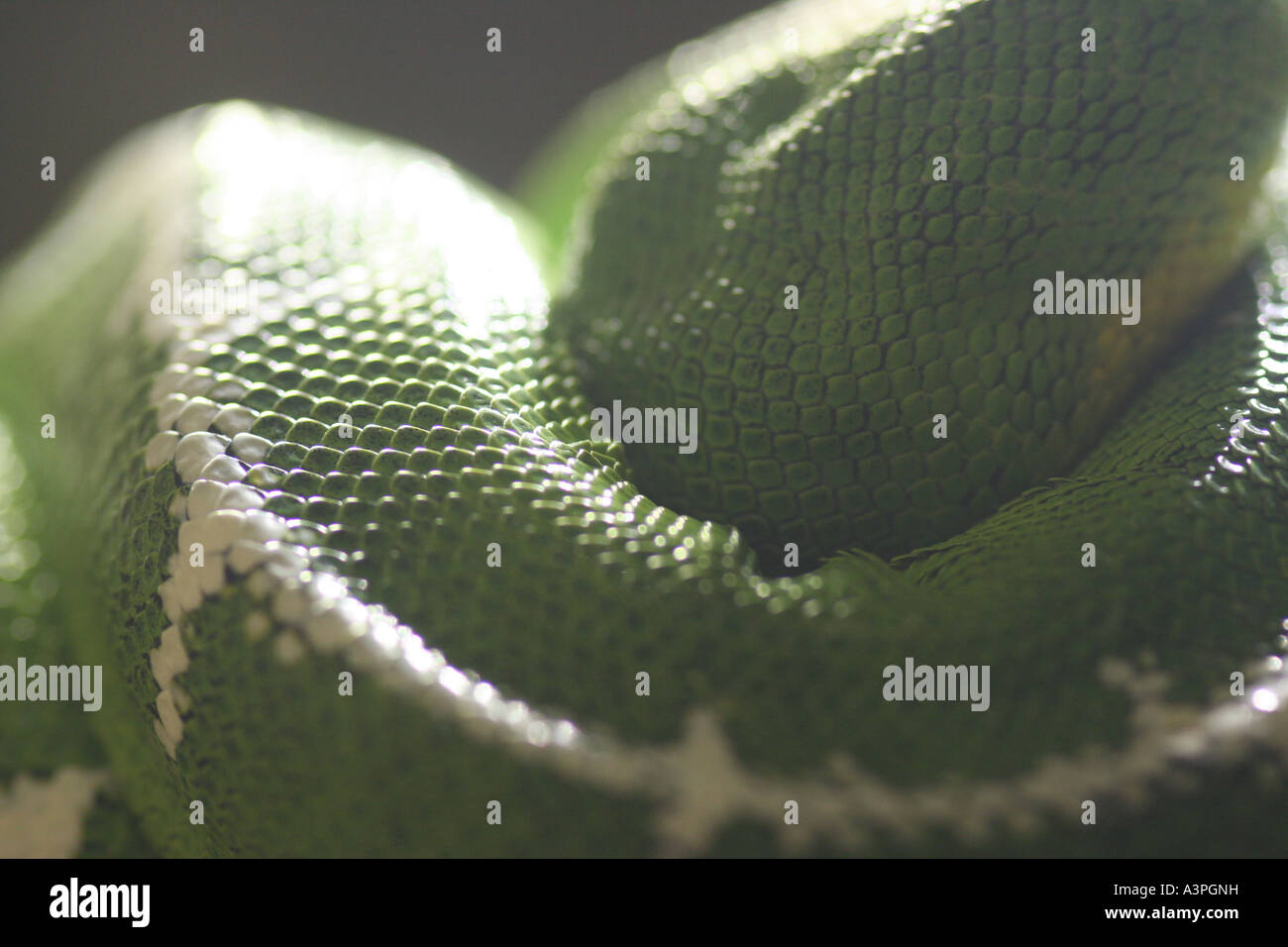 Emerald tree boa Stock Photo - Alamy