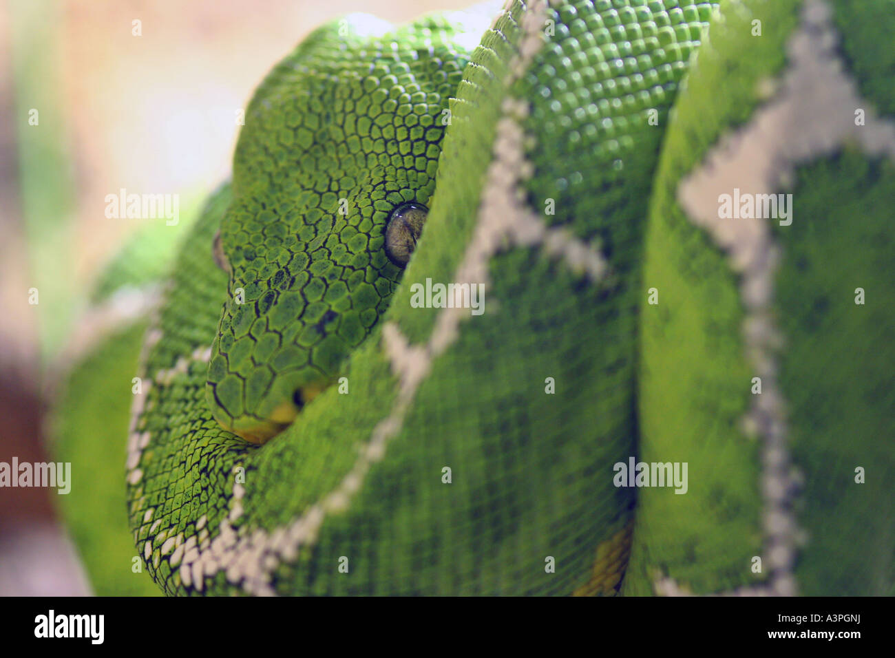 Emerald tree boa Stock Photo Alamy