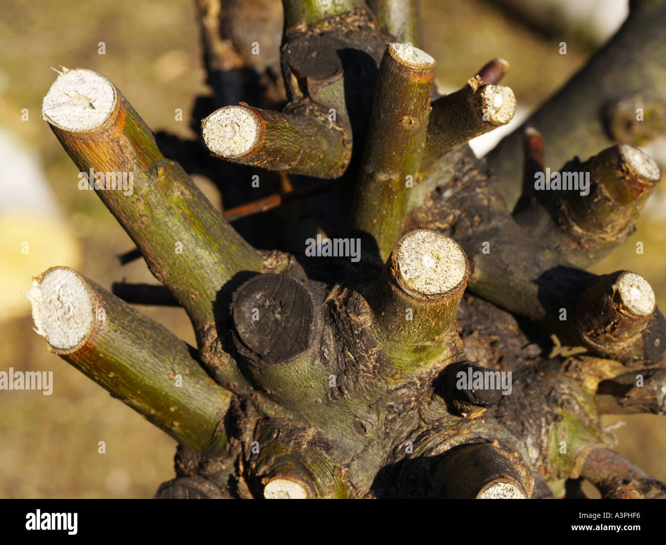 willow tree, cut Stock Photo Alamy